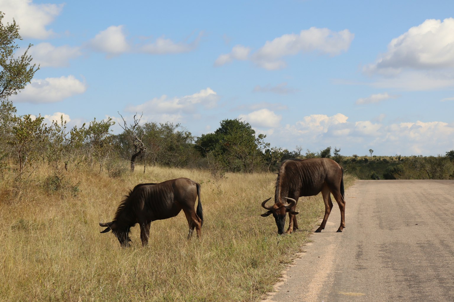 Zwei Gnus grasen am Straßenrand