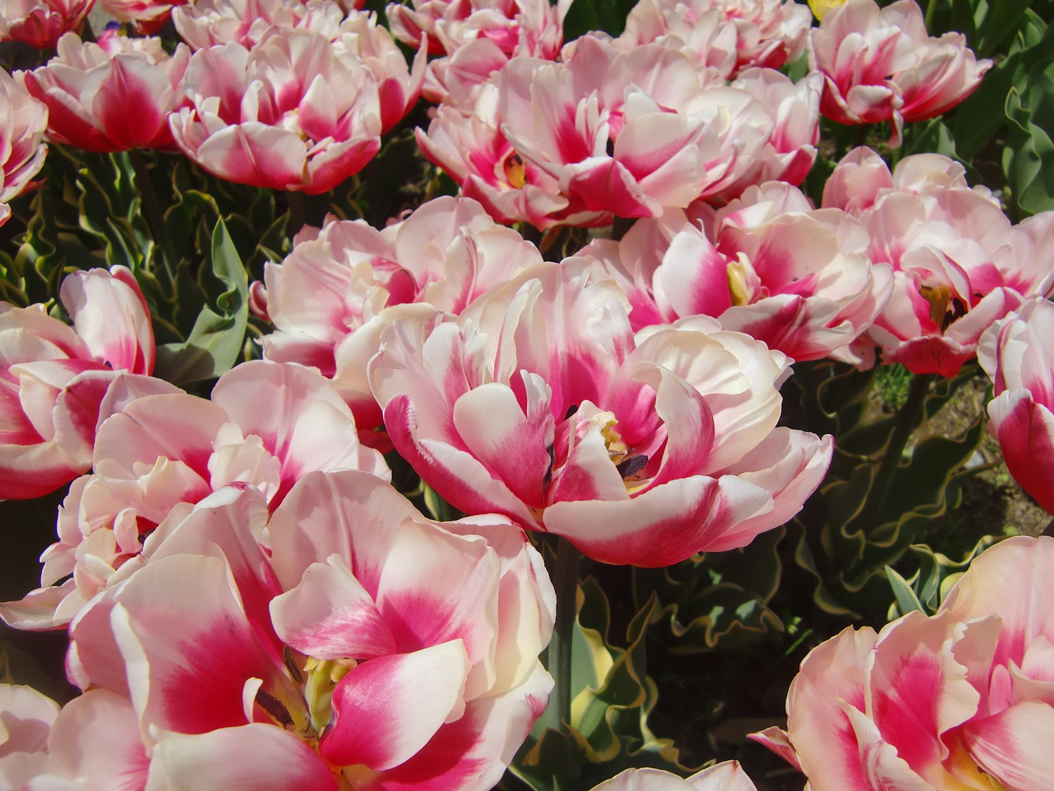 Bunga tulip merah muda yang cerah sedang mekar