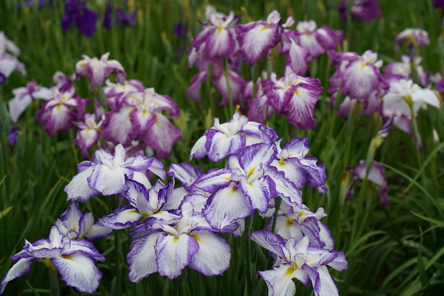 Jardin magnifique avec des fleurs d'iris violettes et blanches en fleurs