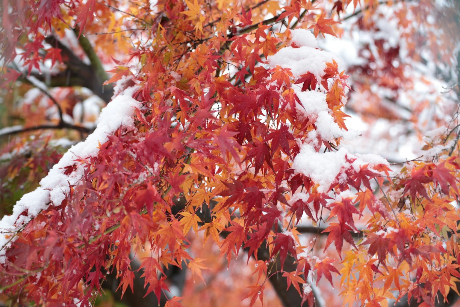 Branches d'érable avec des feuilles rouges et orange recouvertes de neige
