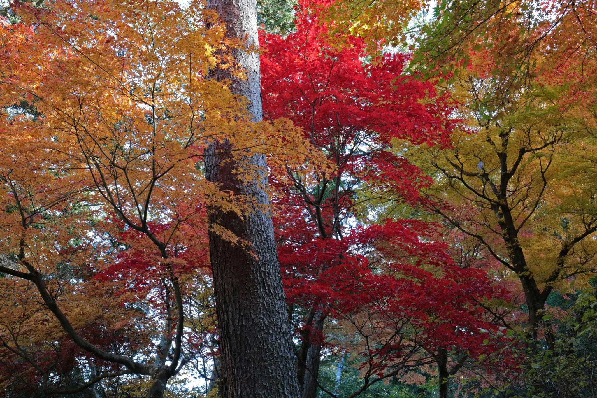 色づく木々が重なる秋の森の風景