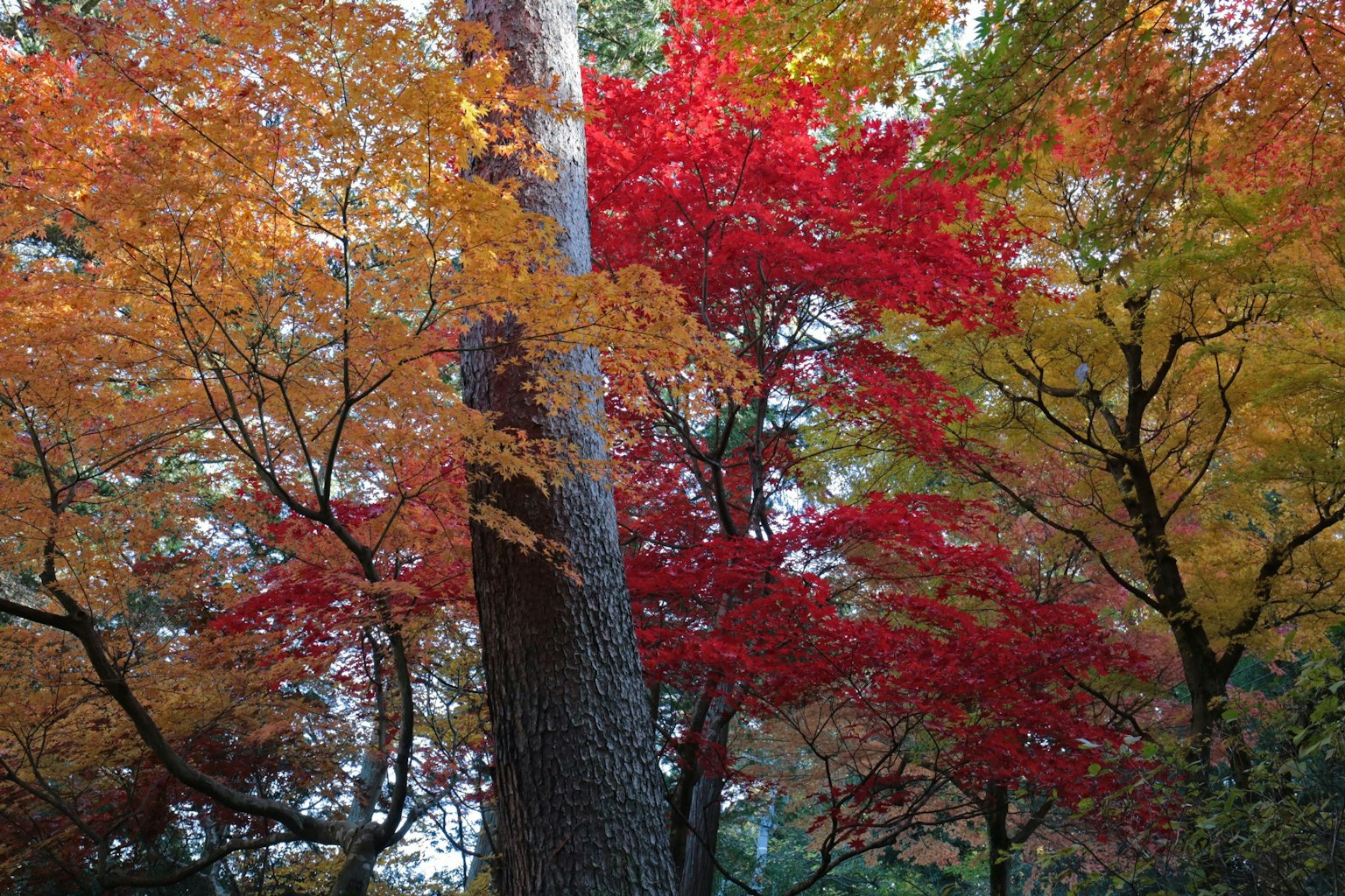 Feuillage d'automne vibrant avec des feuilles rouges et oranges dans une forêt