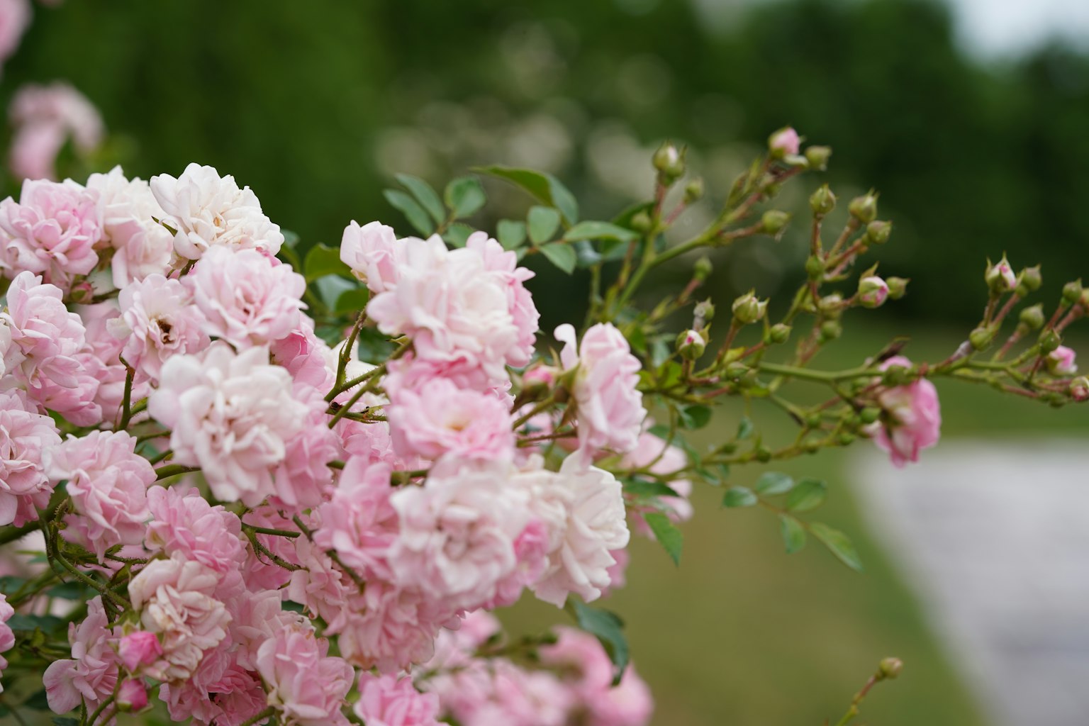 Gros plan d'une branche avec des fleurs roses pâles en fleurs