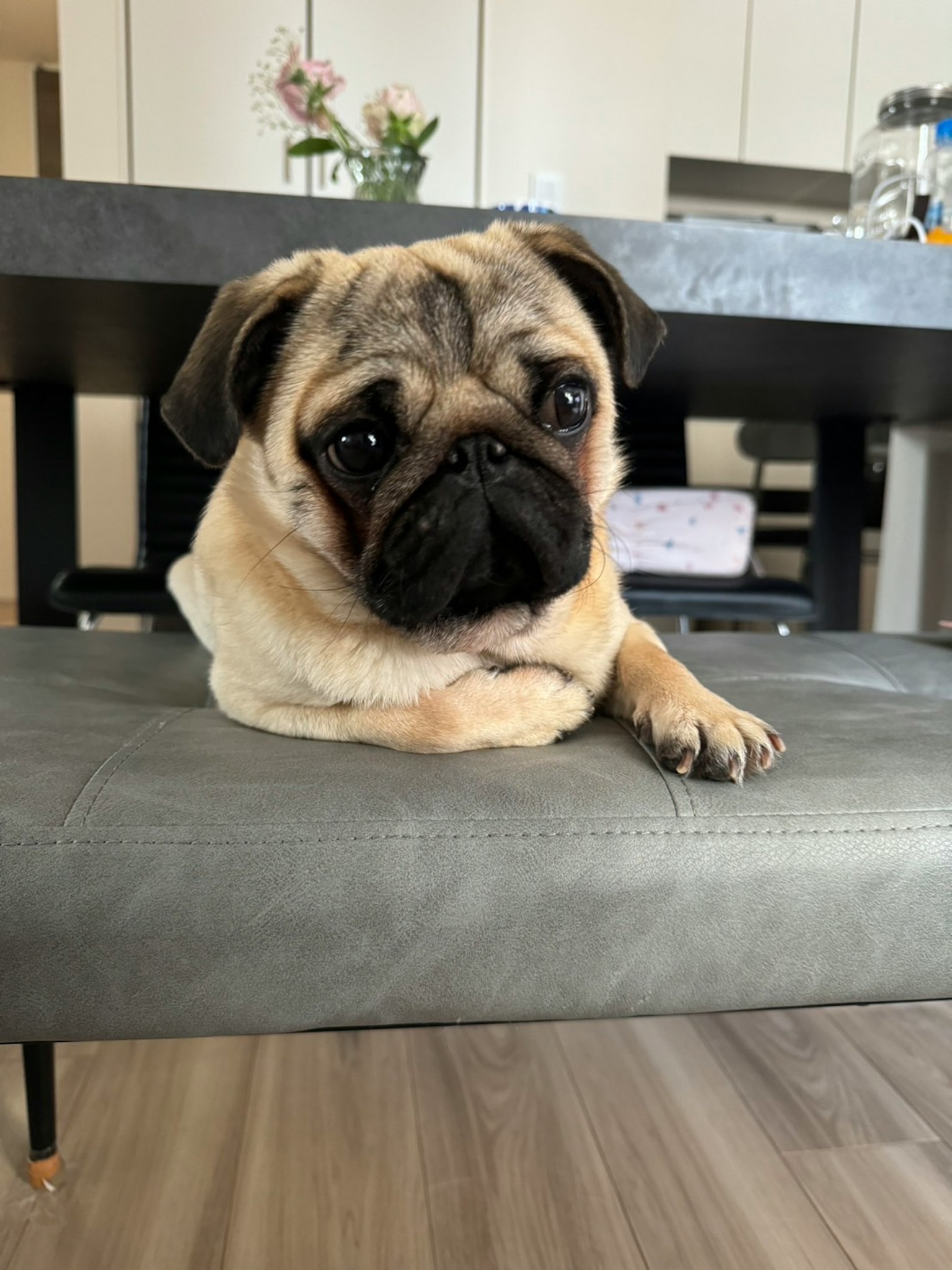 可愛的巴哥犬在桌子下的灰色長椅上休息