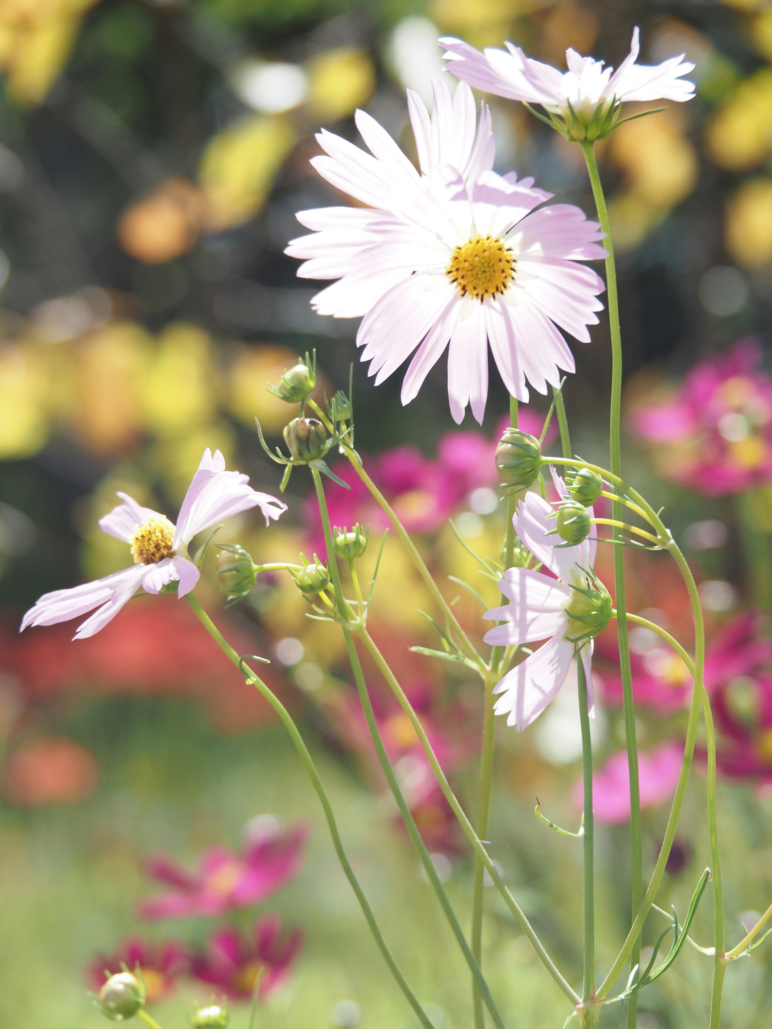 Primo piano di fiori selvatici con petali rosa pallido e steli verdi