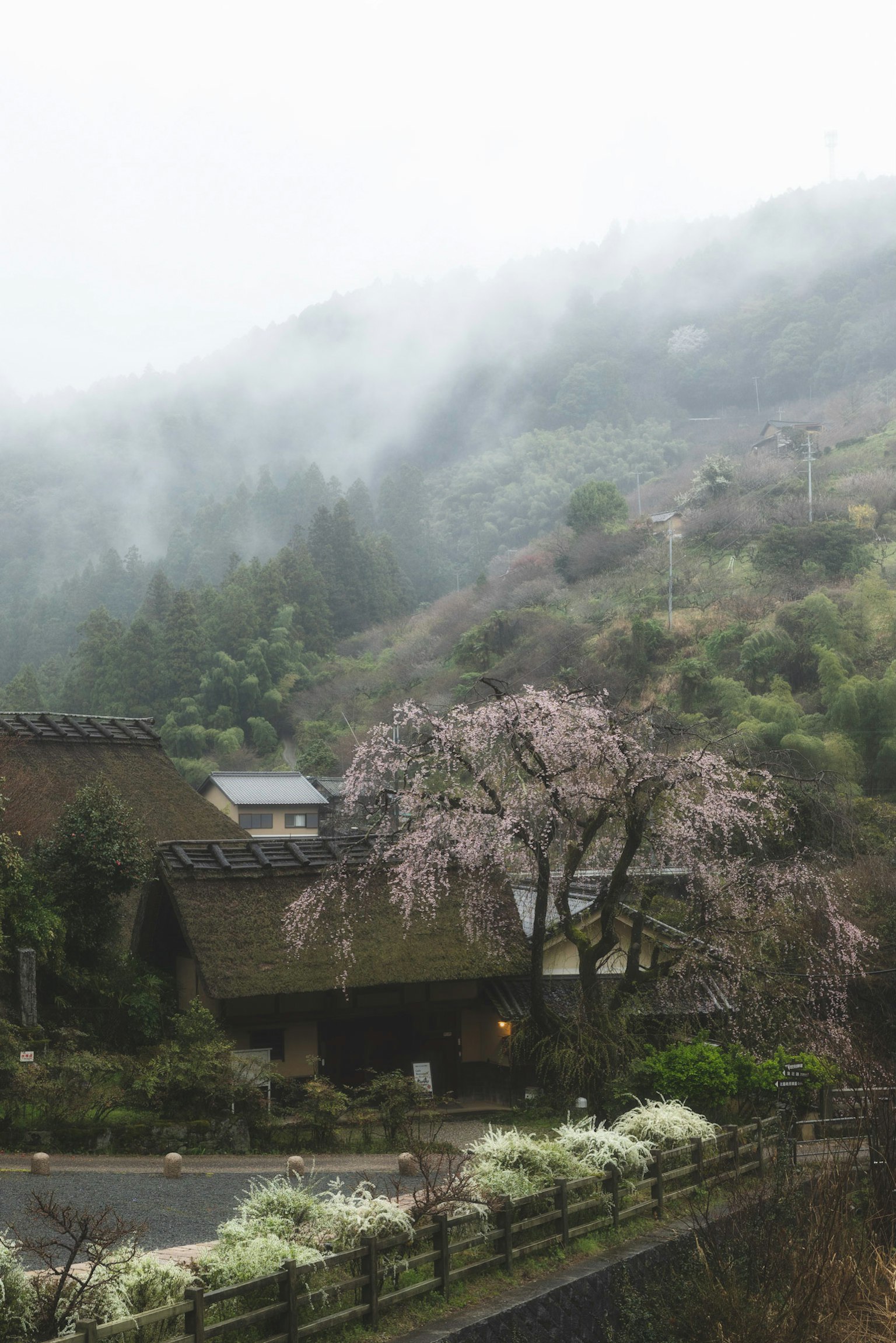 Paisaje montañoso brumoso con árbol de cerezo y casas tradicionales