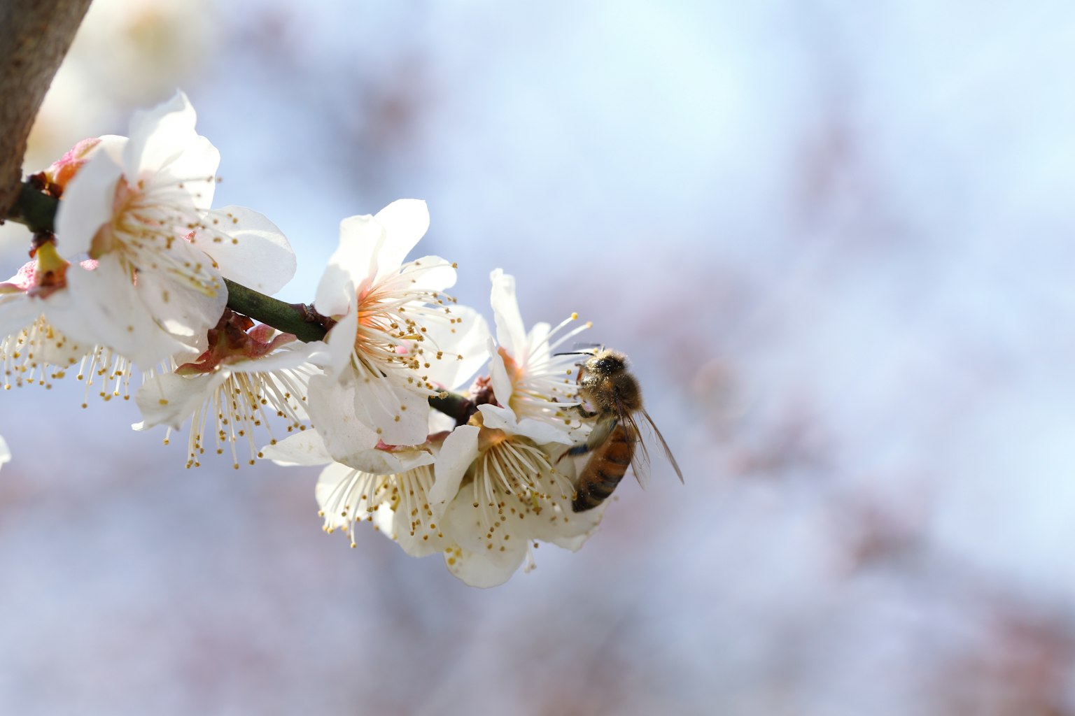 Acercamiento de flores blancas con una abeja en primavera