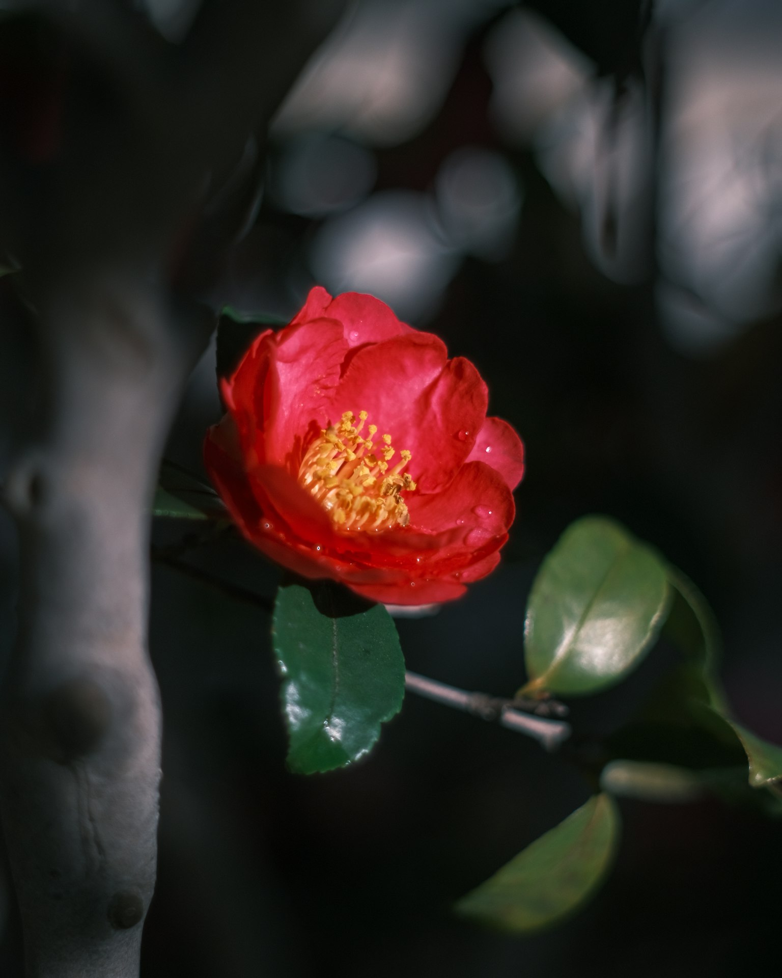 Une fleur de camélia rouge émergeant à travers des feuilles vertes