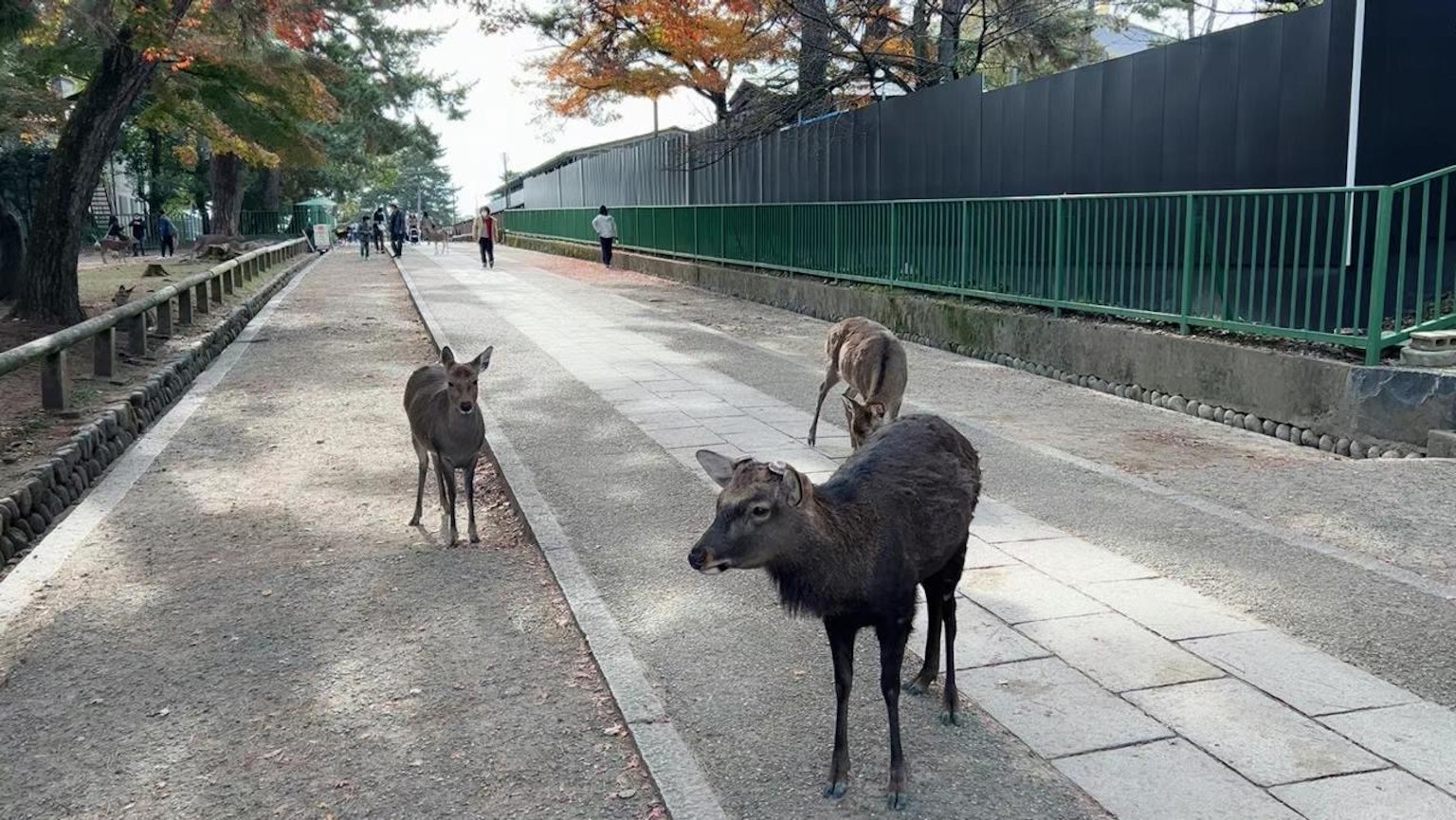 Deer on a pathway with few people around in a tranquil setting