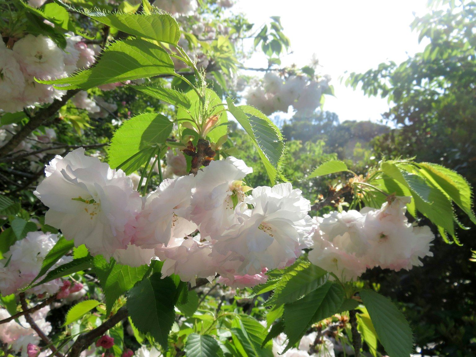 Fiori di ciliegio in piena fioritura con la luce del sole che filtra tra le foglie