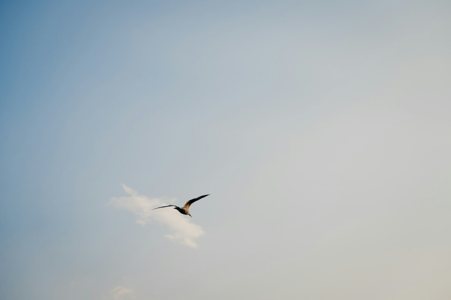 Silueta de un pájaro volando en un cielo azul