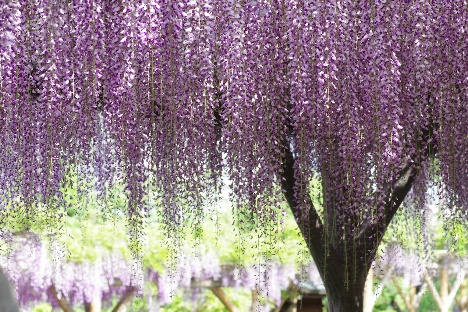 美麗的紫藤樹，垂掛著紫色花朵