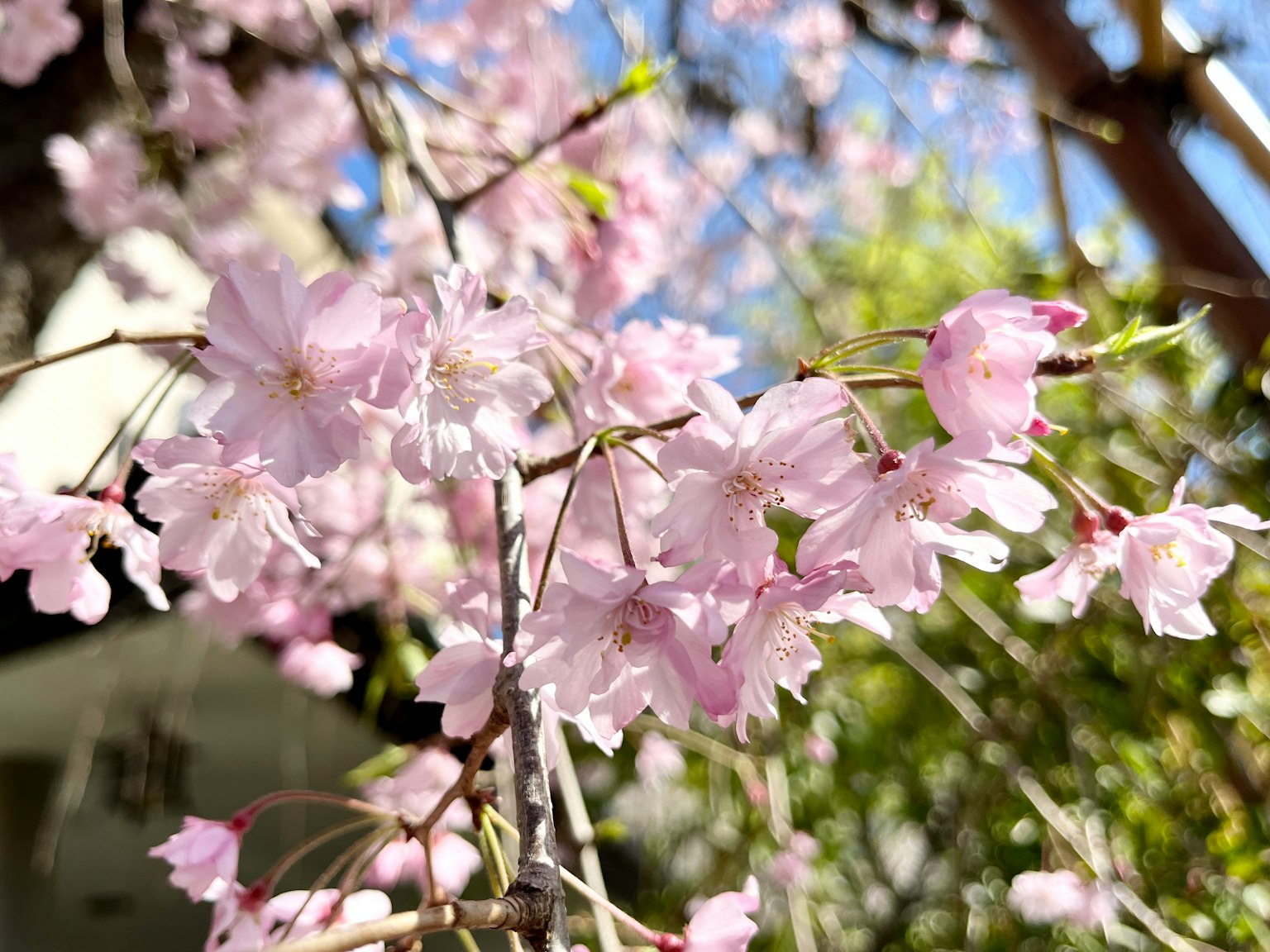 Bunga sakura yang mekar dengan kelopak pink yang halus
