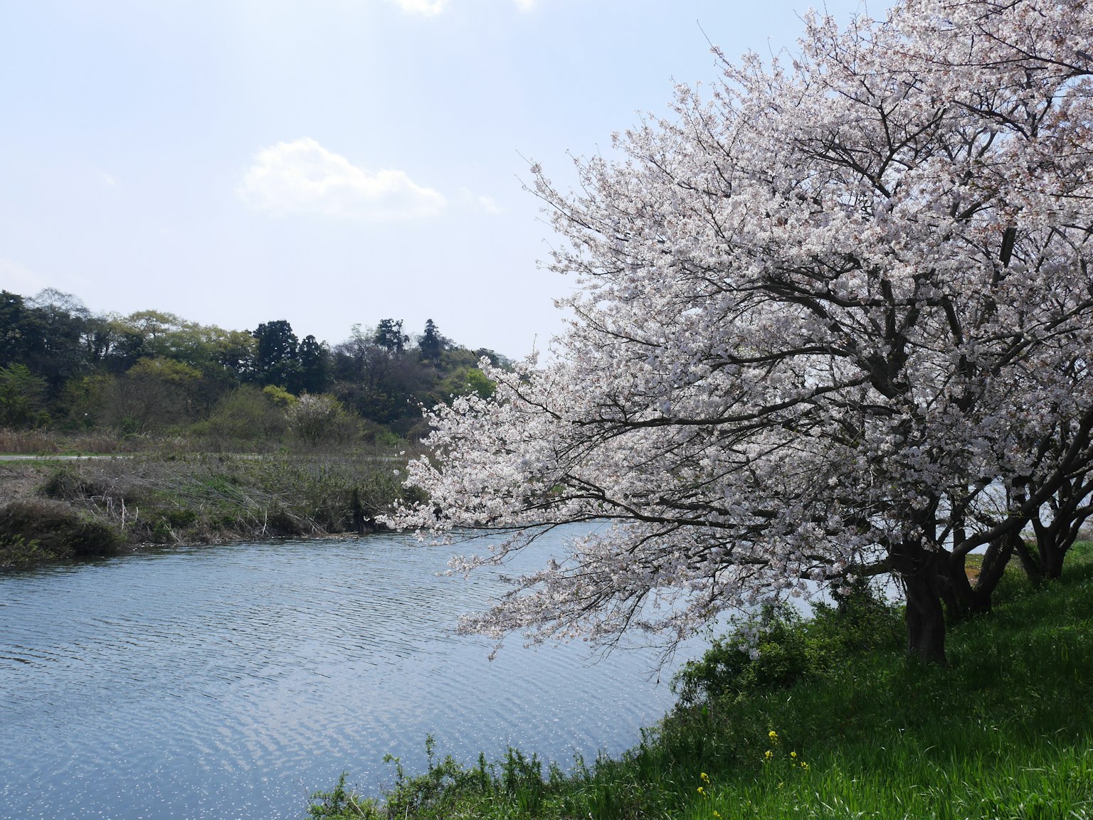 Pohon sakura di tepi sungai di bawah langit biru cerah