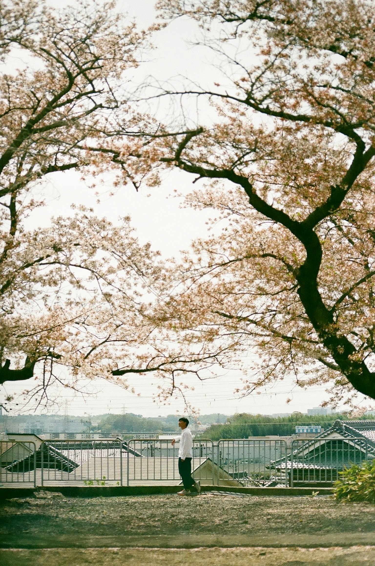 Personne se tenant sous des cerisiers en fleurs dans un paysage printanier