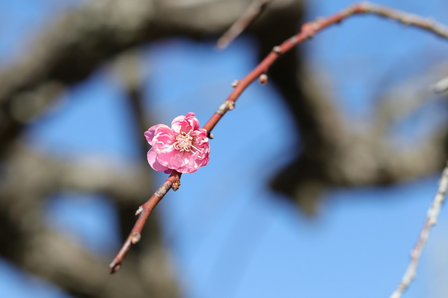 蓝天背景下的桃花特写