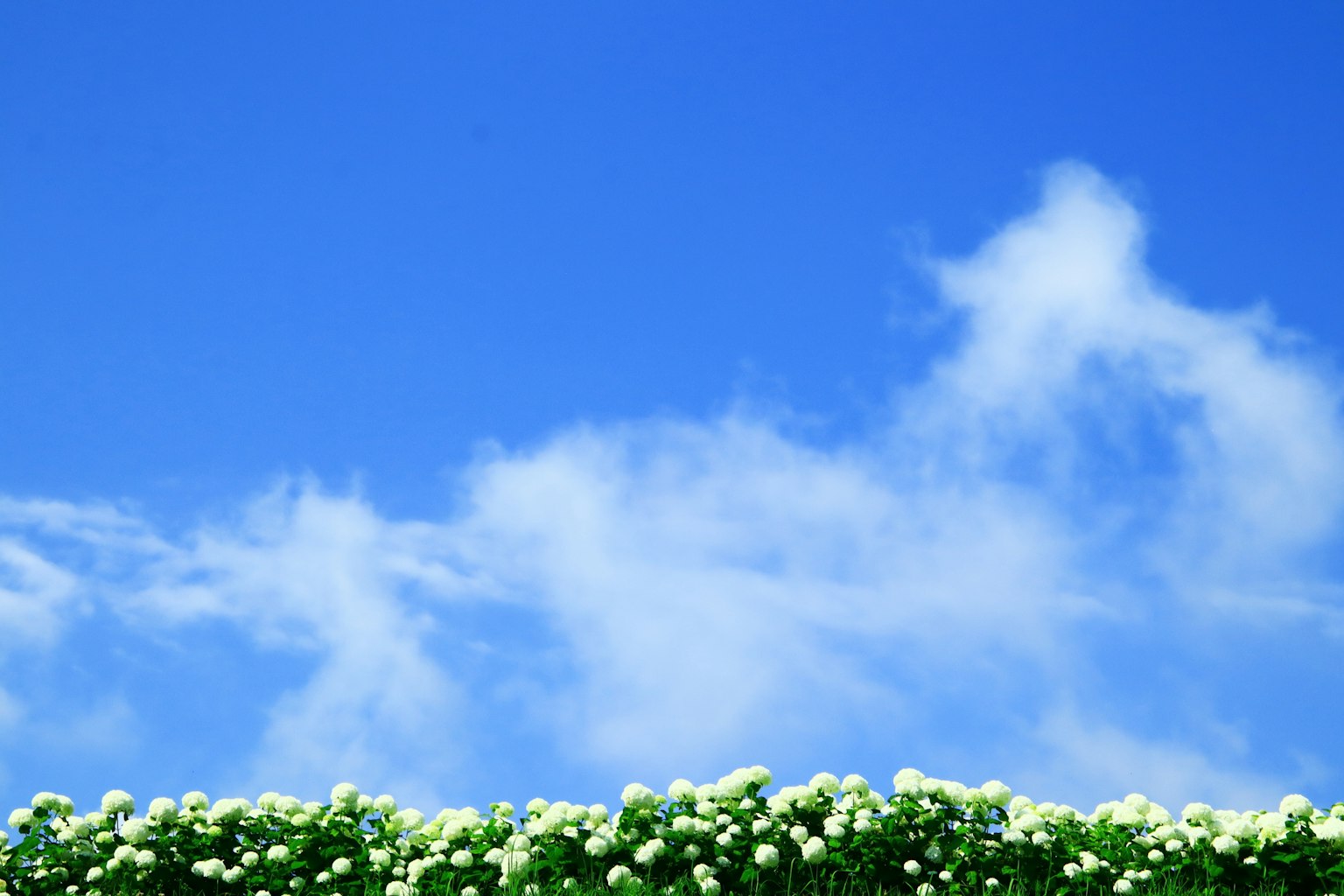 Weiße Blumen blühen vor einem blauen Himmel mit flauschigen Wolken