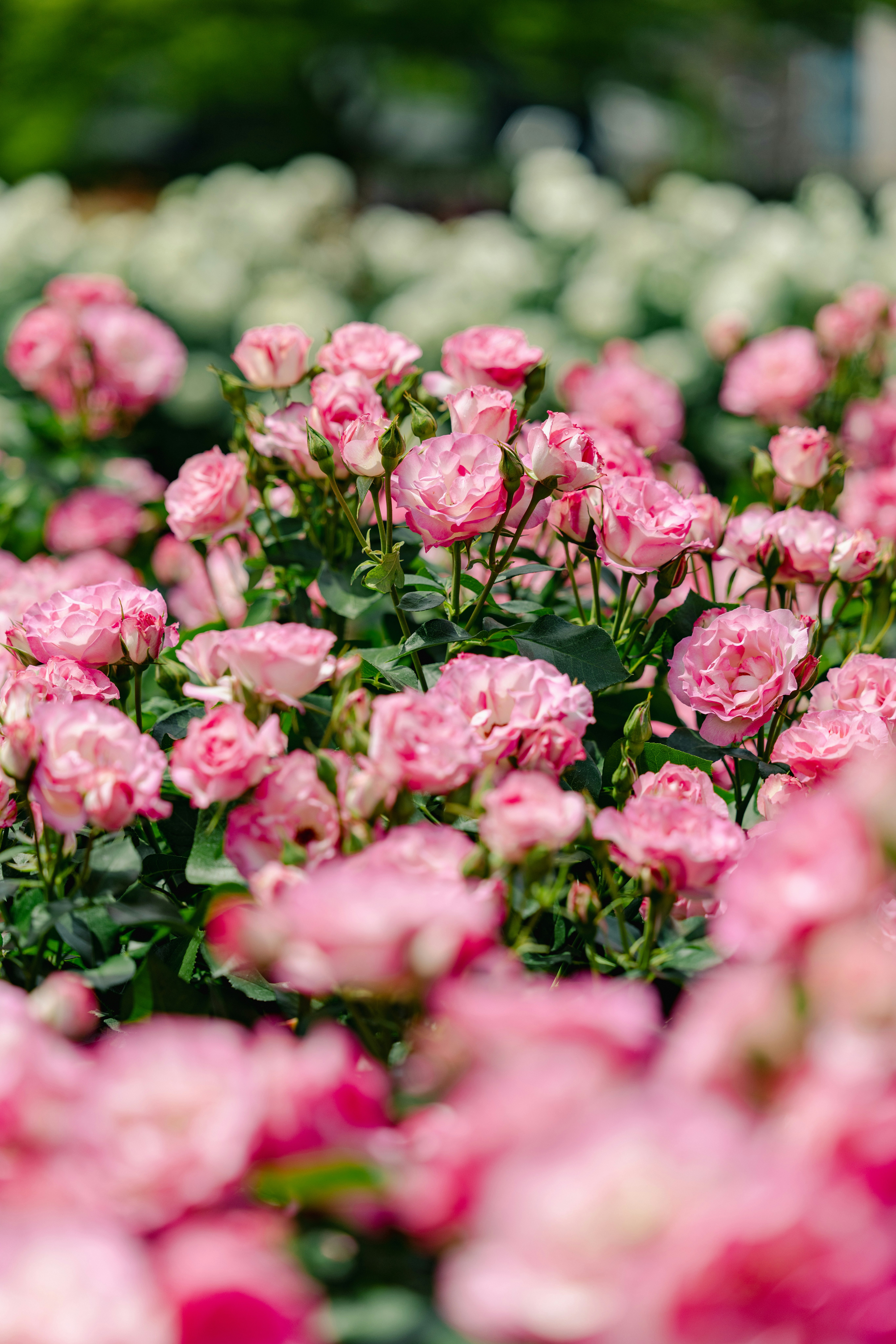 ピンクのバラが咲き誇る花壇
