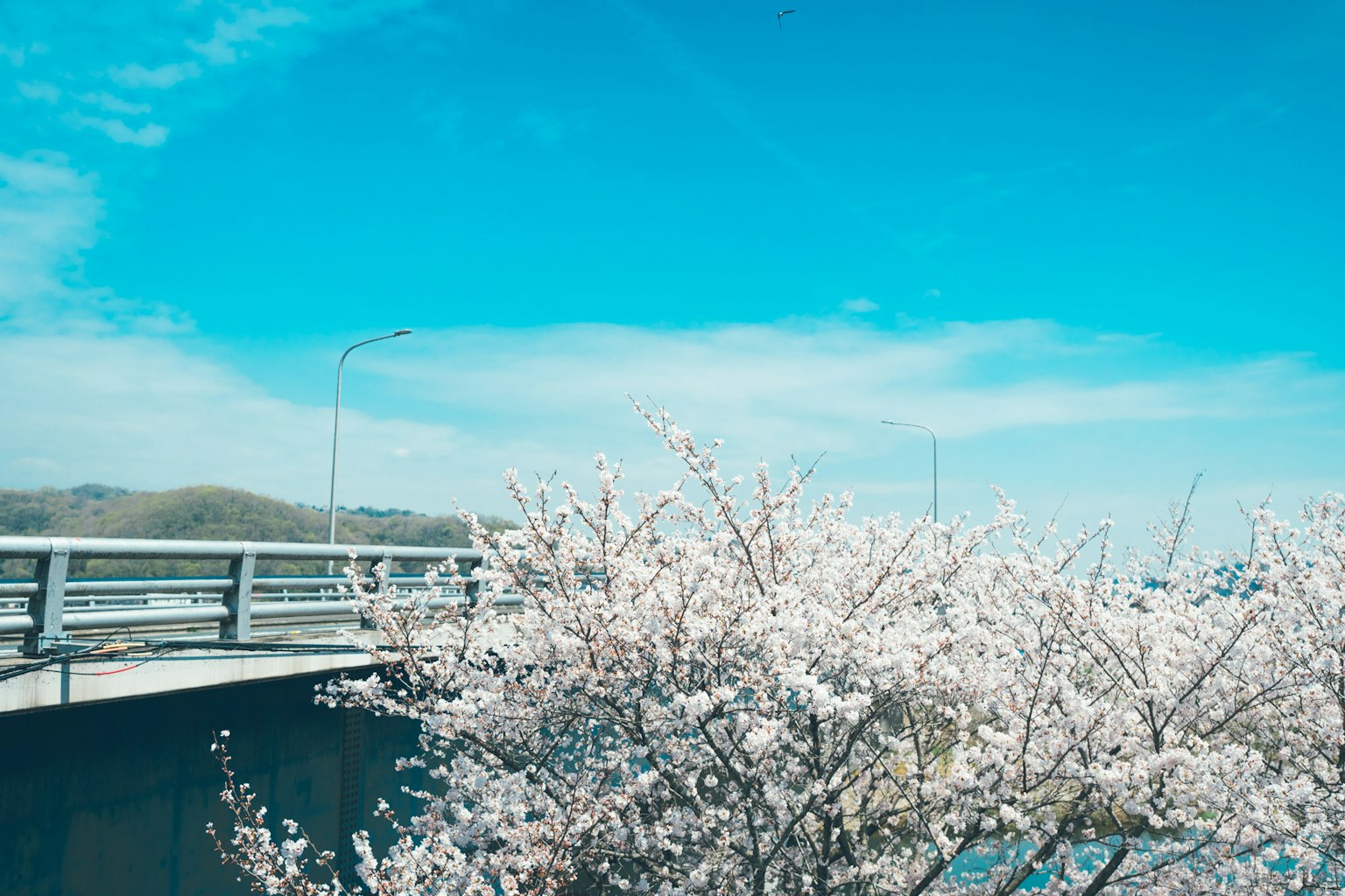 Cây hoa anh đào nở rộ bên cạnh cây cầu dưới bầu trời xanh trong