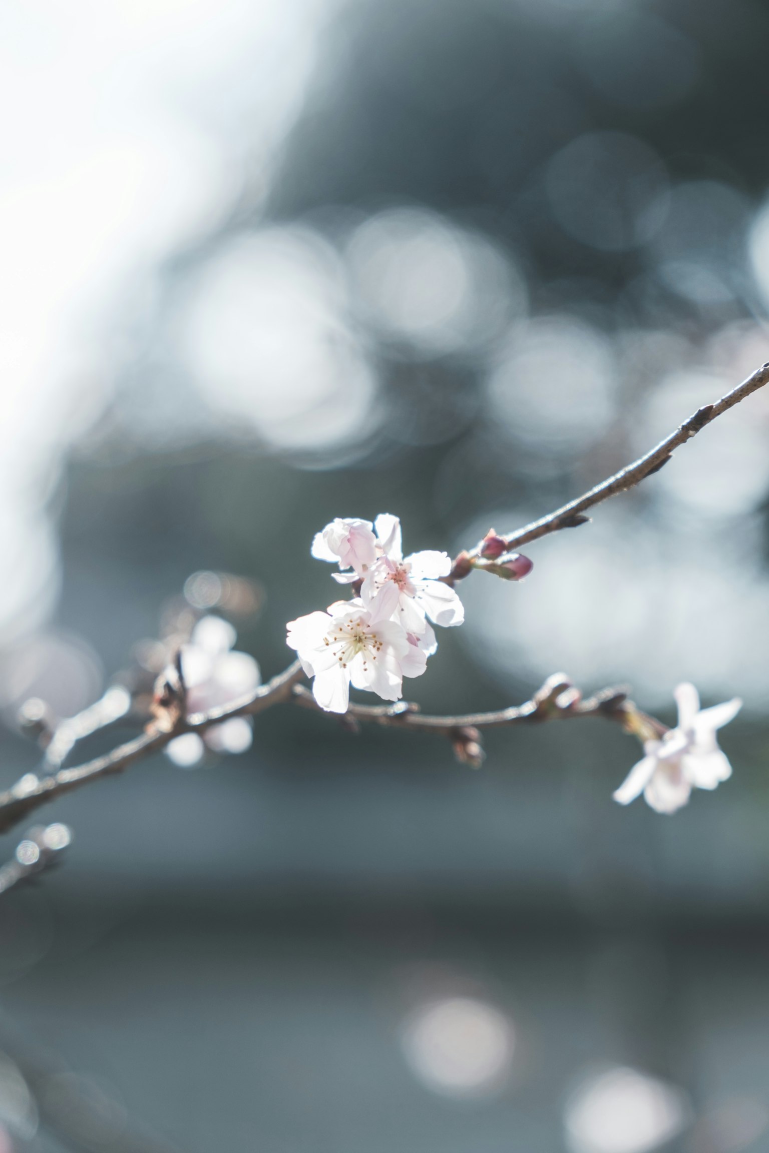 Close-up of a branch with blooming cherry blossoms