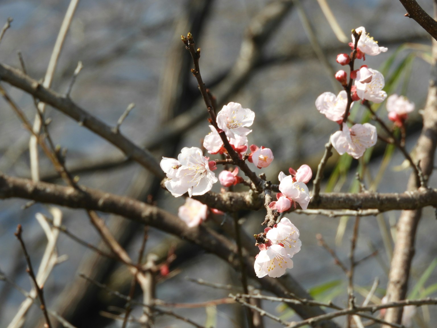 Close-up of cherry blossom flowers on a branch with a blurred water surface in the background