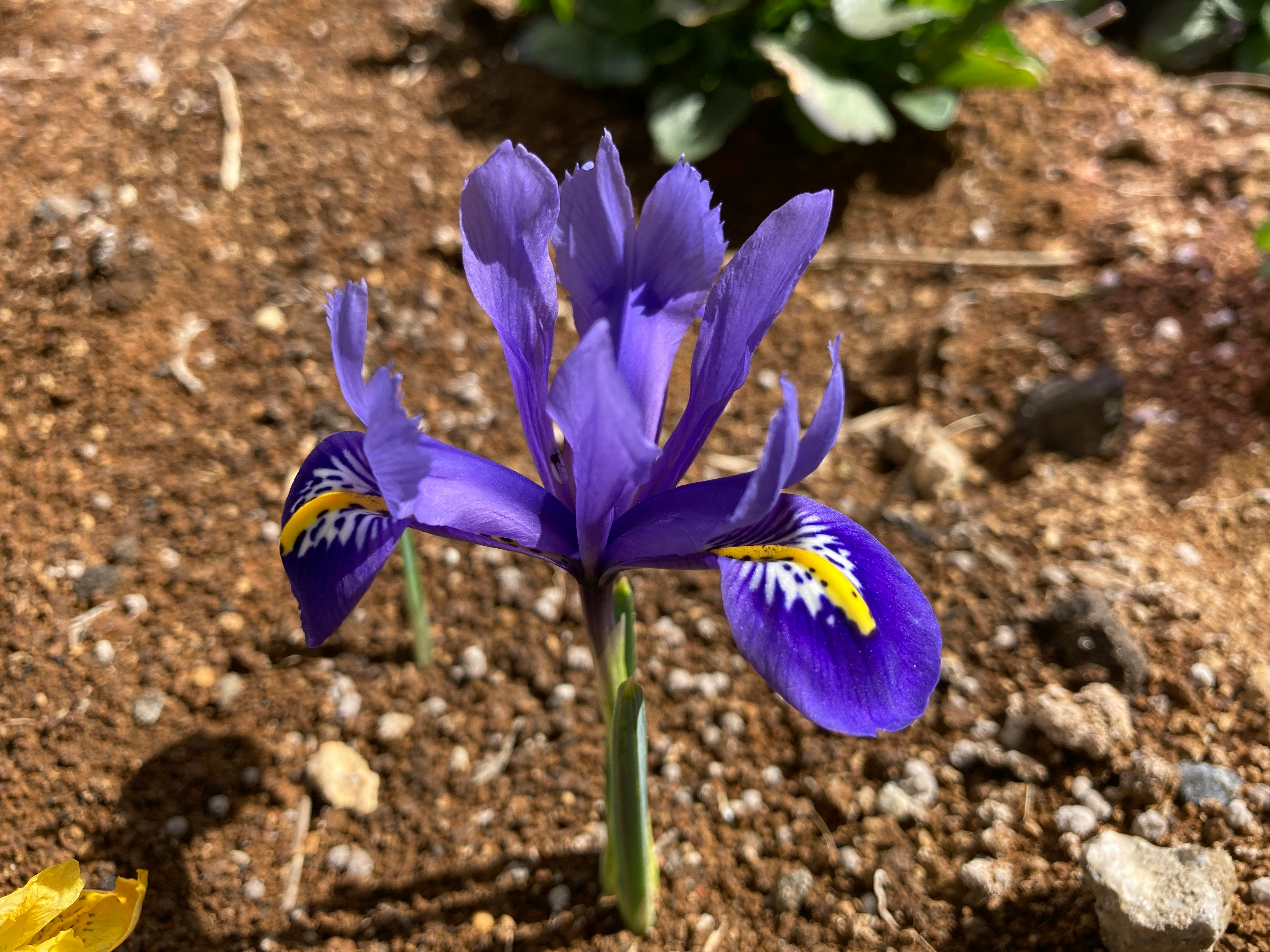 紫のアイリスの花が土の上で咲く