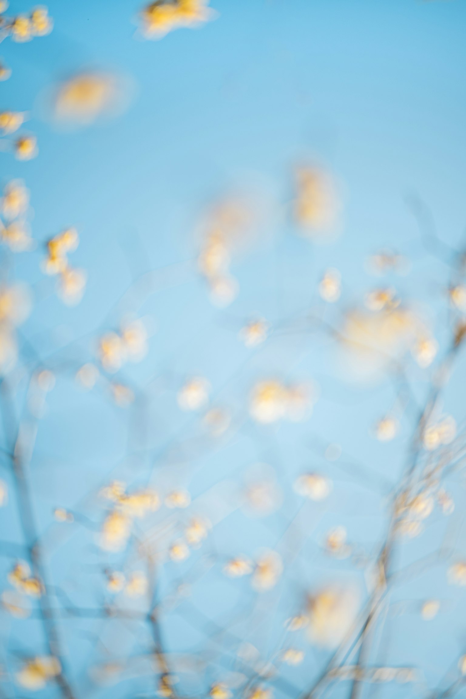 Fleurs jaunes floues contre un ciel bleu clair
