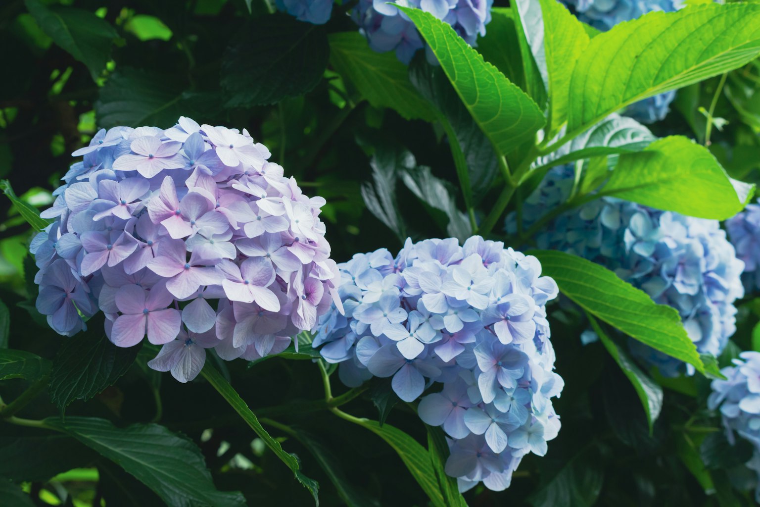 Fleurs d'hortensia bleu et violet avec des feuilles vertes