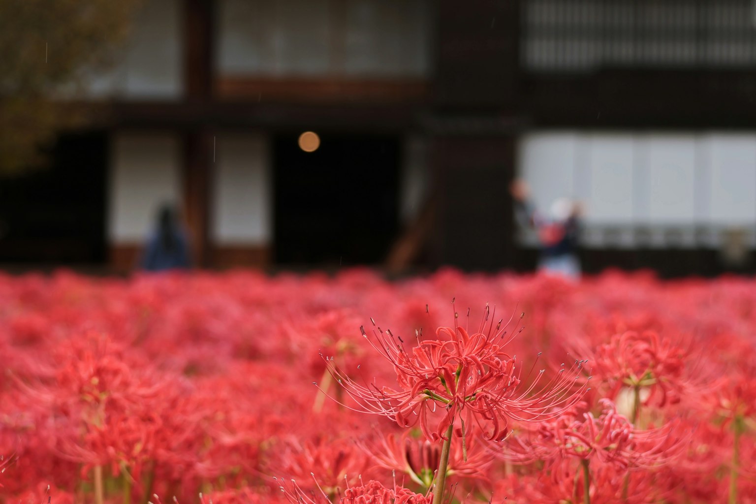背景有建築物的紅色彼岸花田