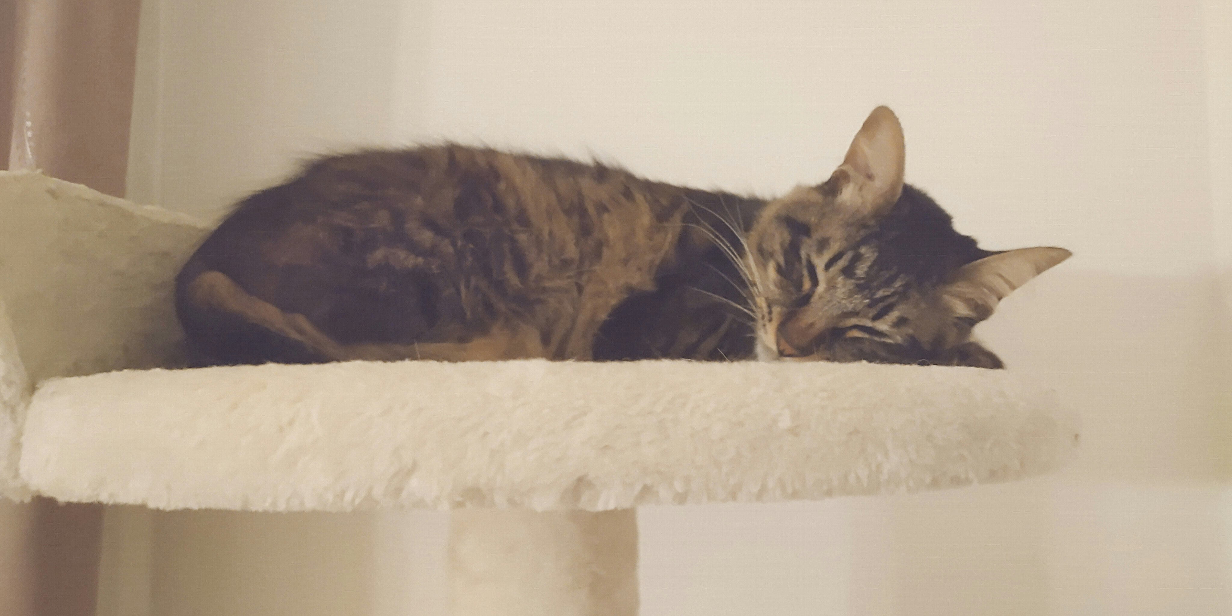 キャットタワーの丸い棚で眠るキジトラの猫