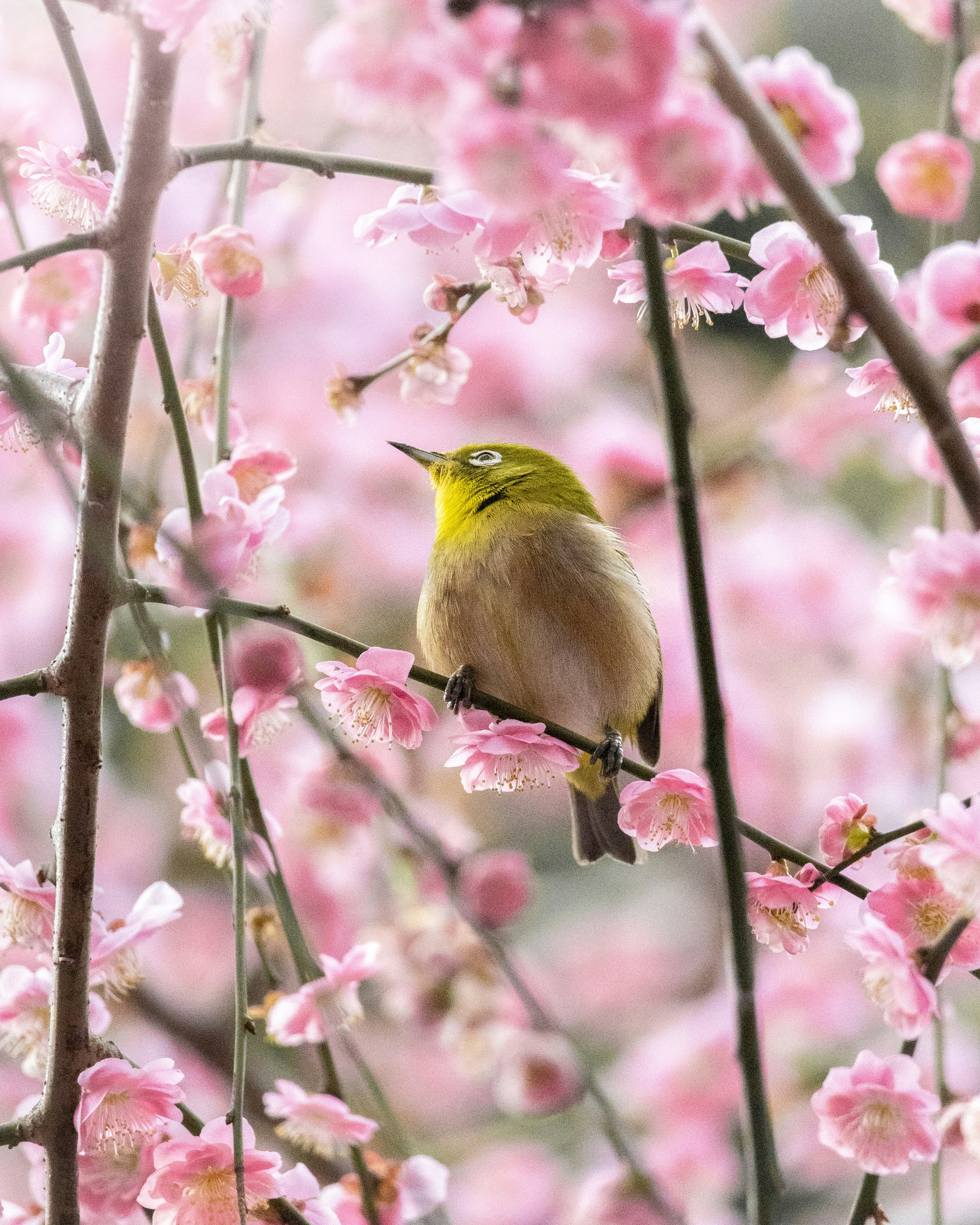 桃色の花の枝にとまる小鳥のアップ