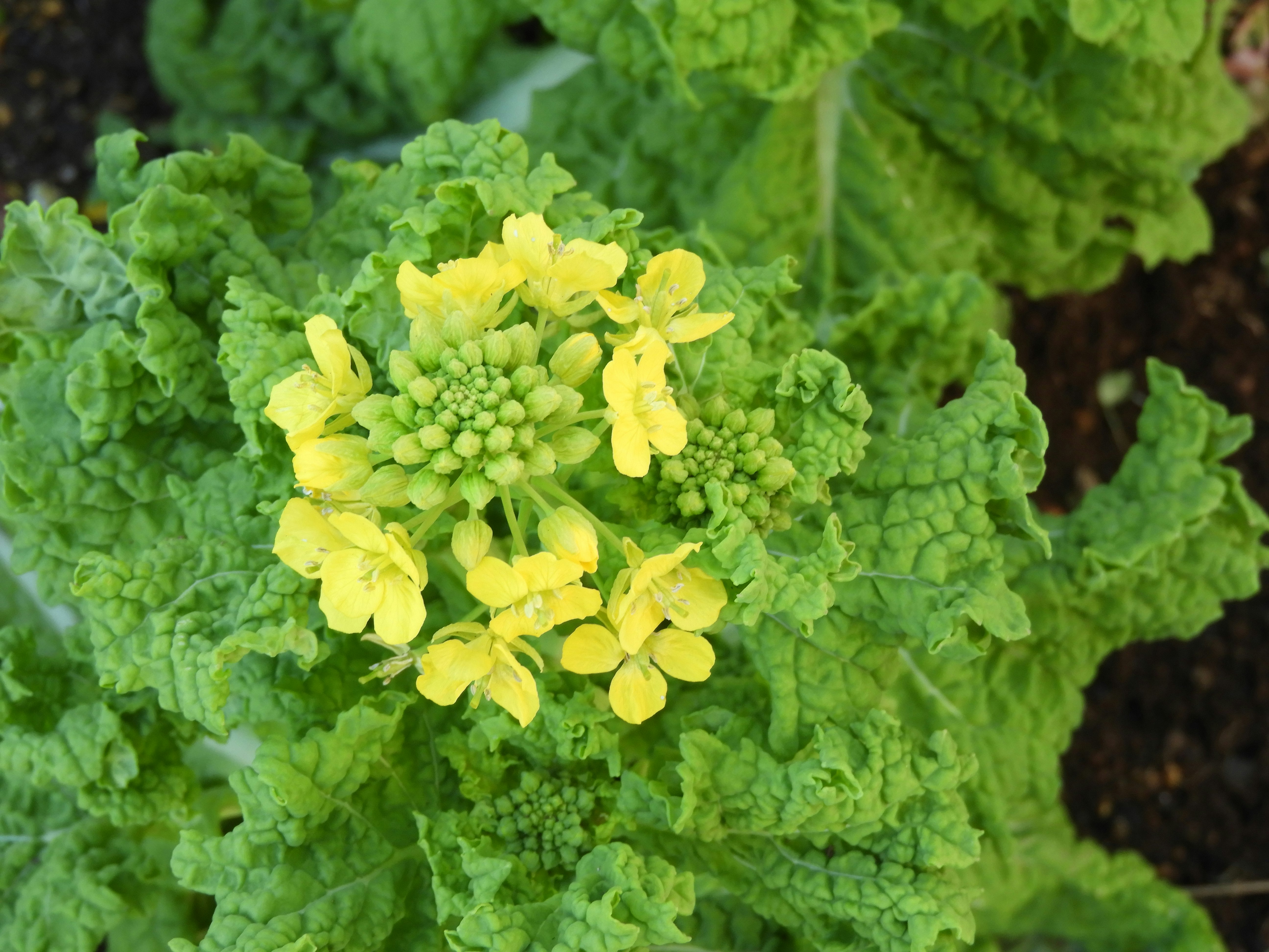 黄いろの花が咲くケールの葉のクローズアップ