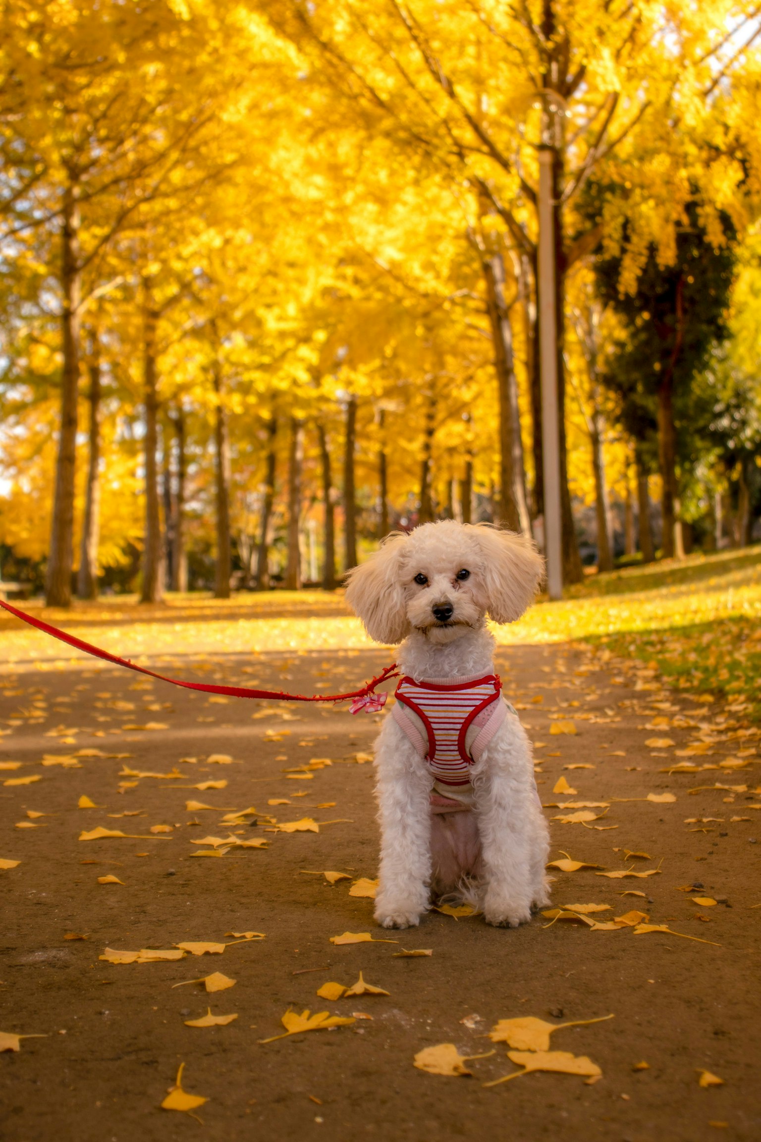 Perro blanco sentado en un camino rodeado de hojas de otoño amarillas