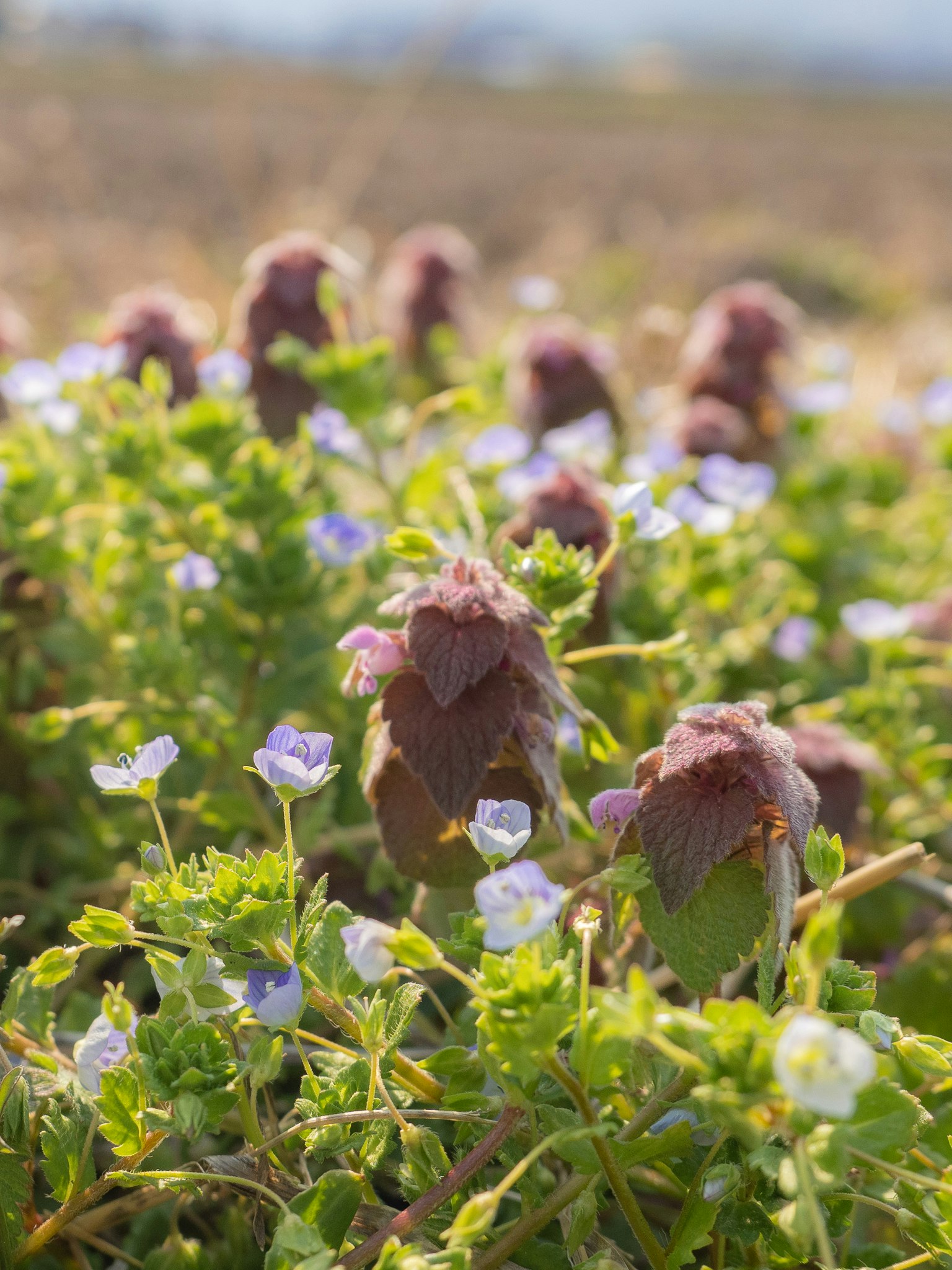 Piante con fiori viola e foglie verdi in un bellissimo paesaggio