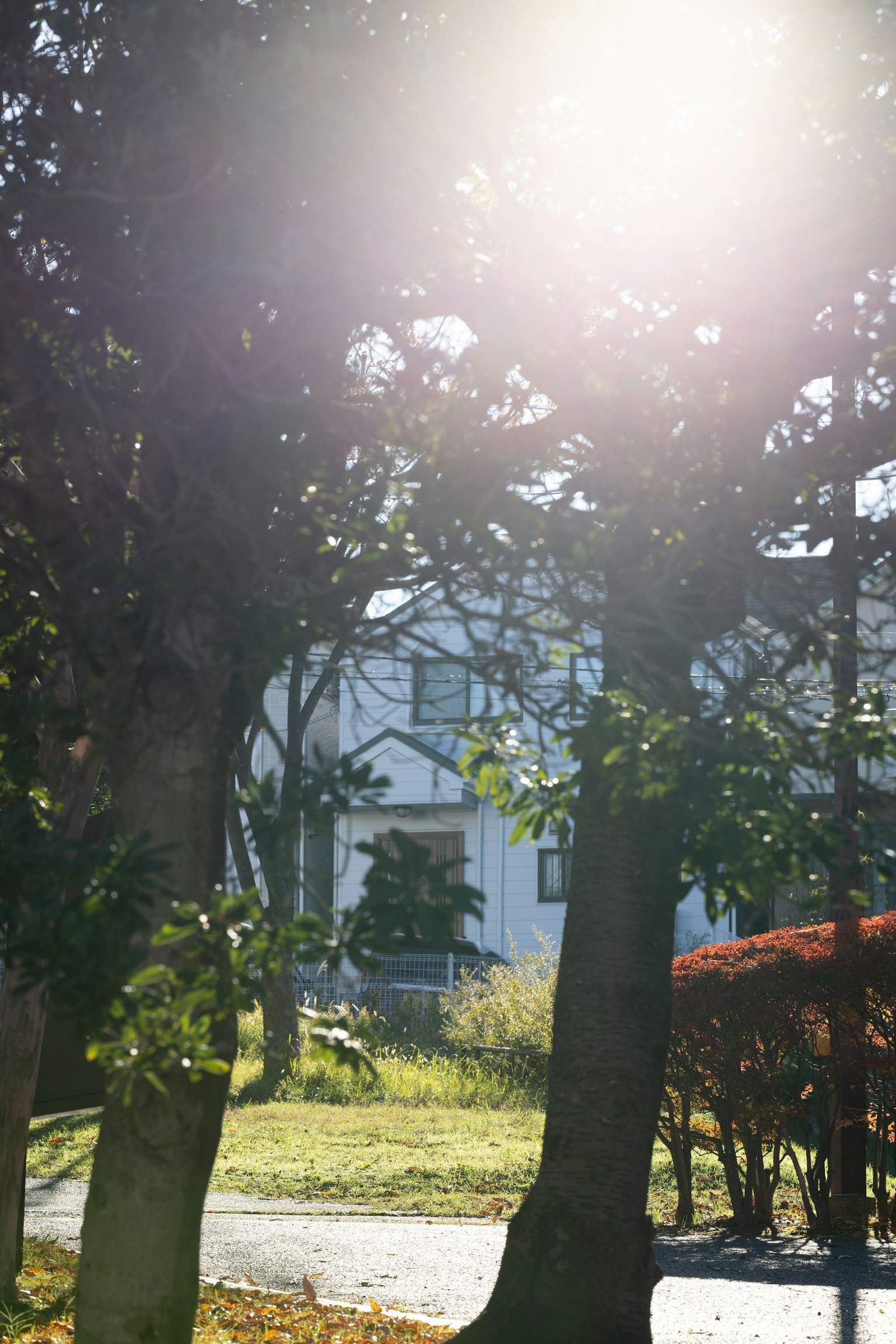 แสงแดดส่องผ่านต้นไม้ในสวนที่เขียวขจี