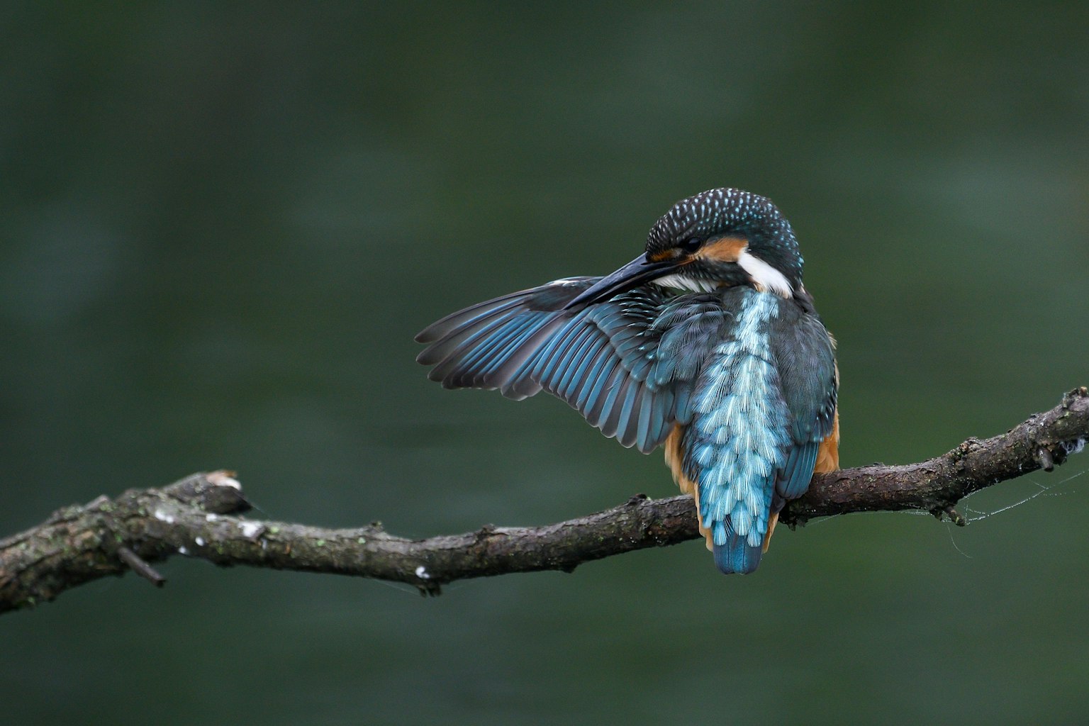 Seekor burung kingfisher dengan bulu biru bertengger di dahan