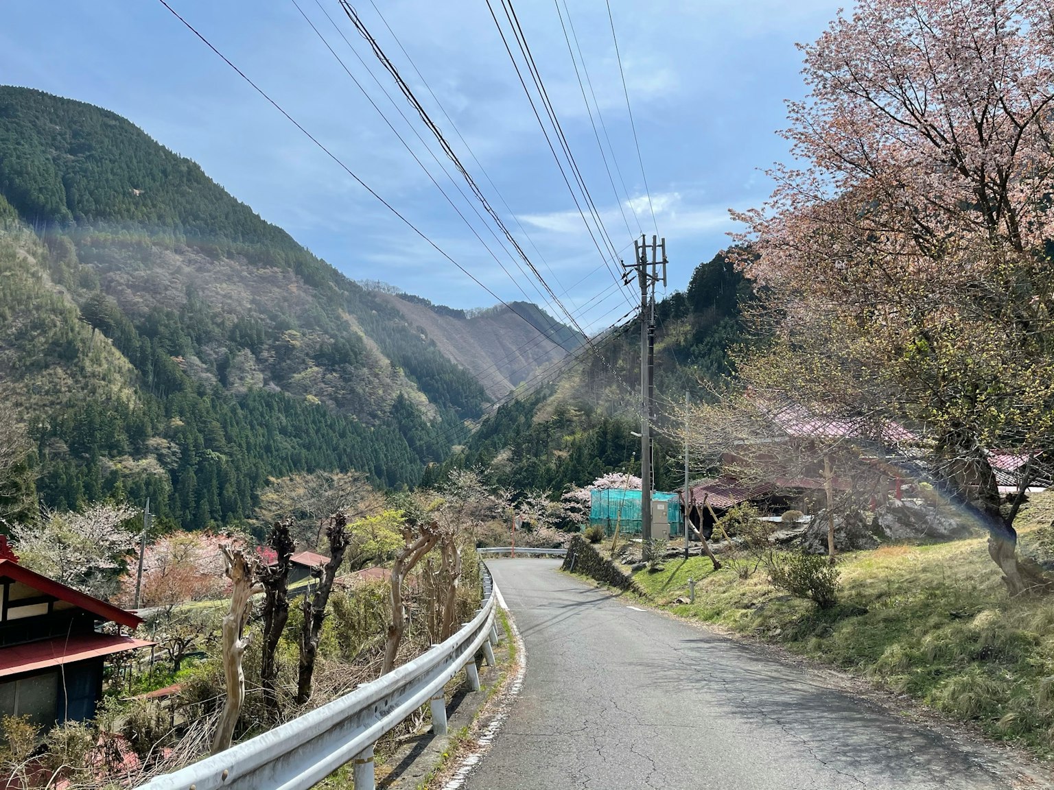 被山脉环绕的乡村道路旁种满樱花树和电线