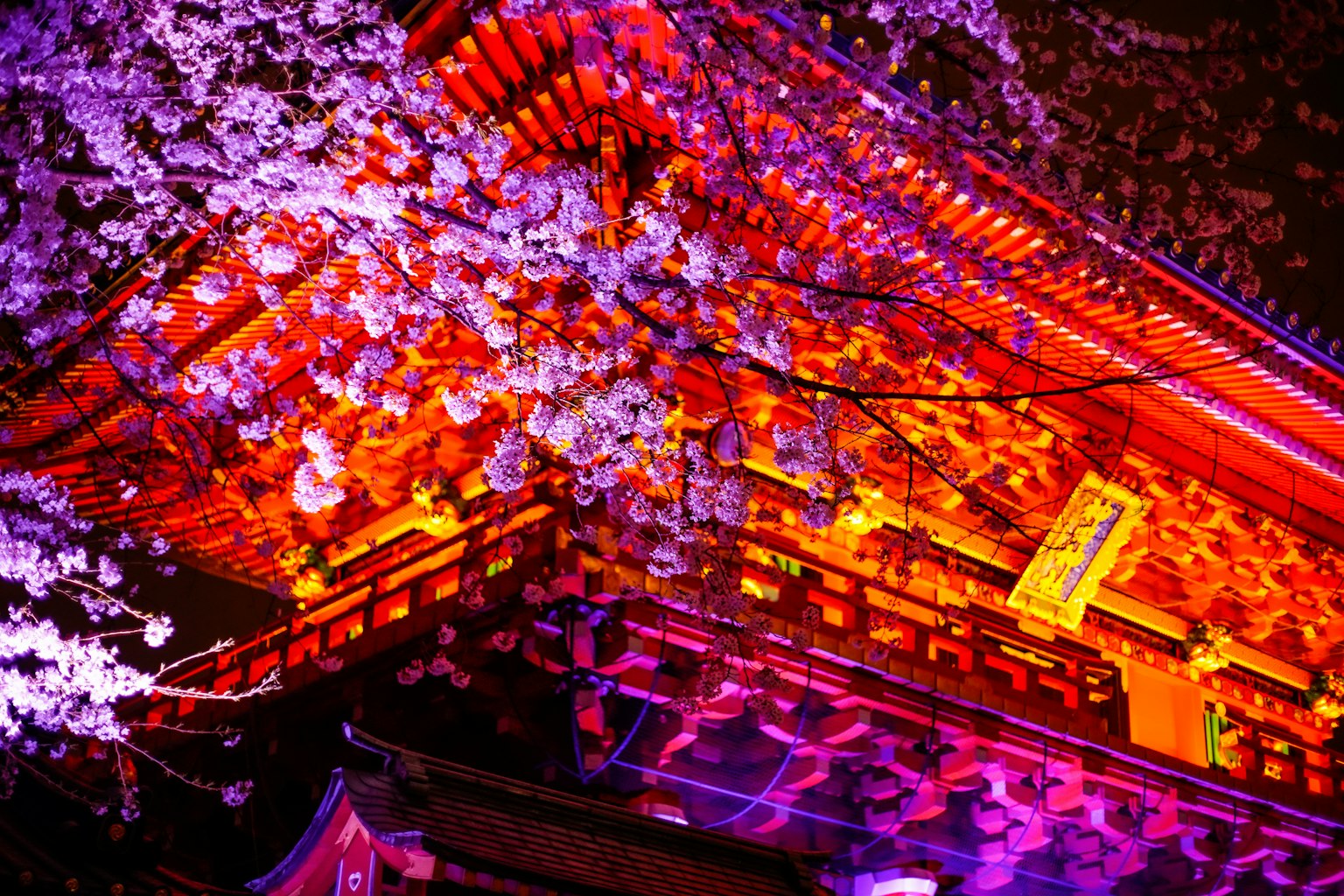 Vue nocturne d'un bâtiment traditionnel orné de cerisiers en fleurs et de lumières vives