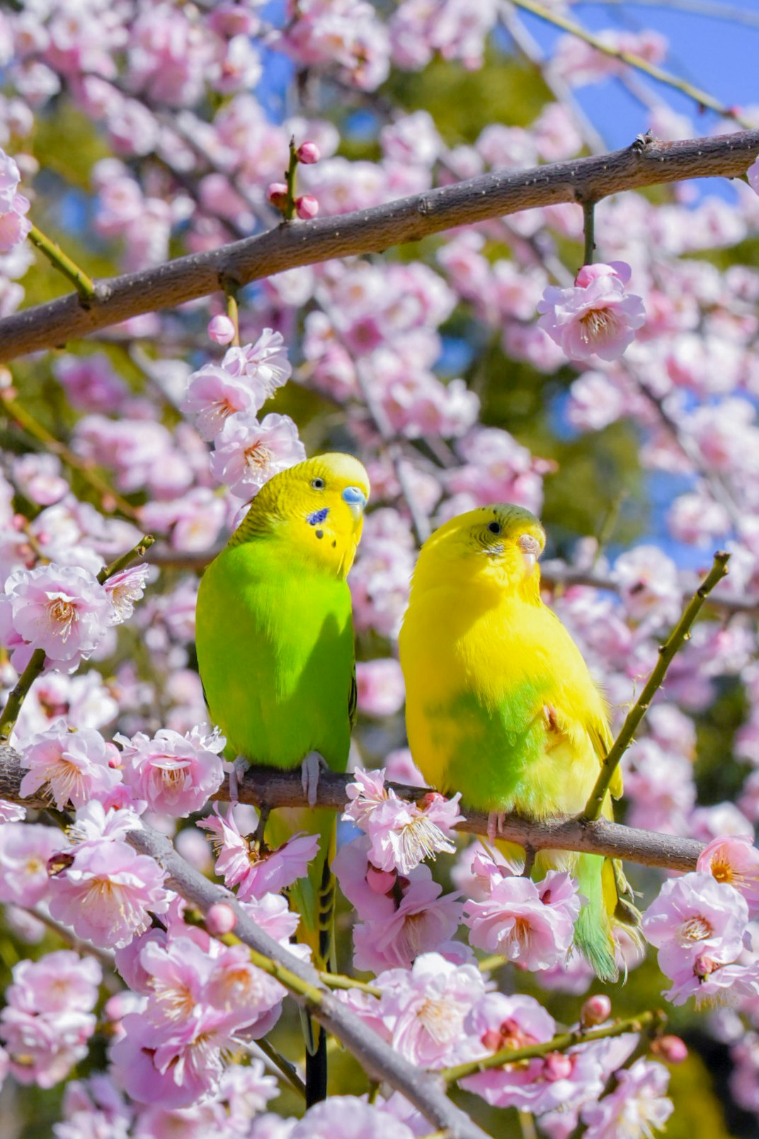 gelbe Vögel auf einem Ast zwischen Kirschblüten