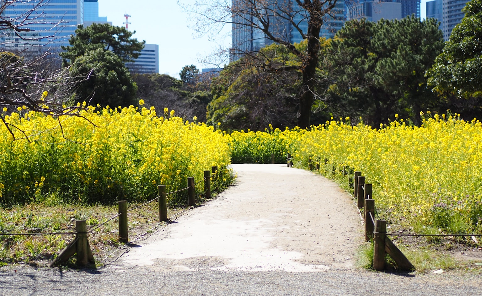 Pathway surrounded by yellow flowers in a park with skyscrapers