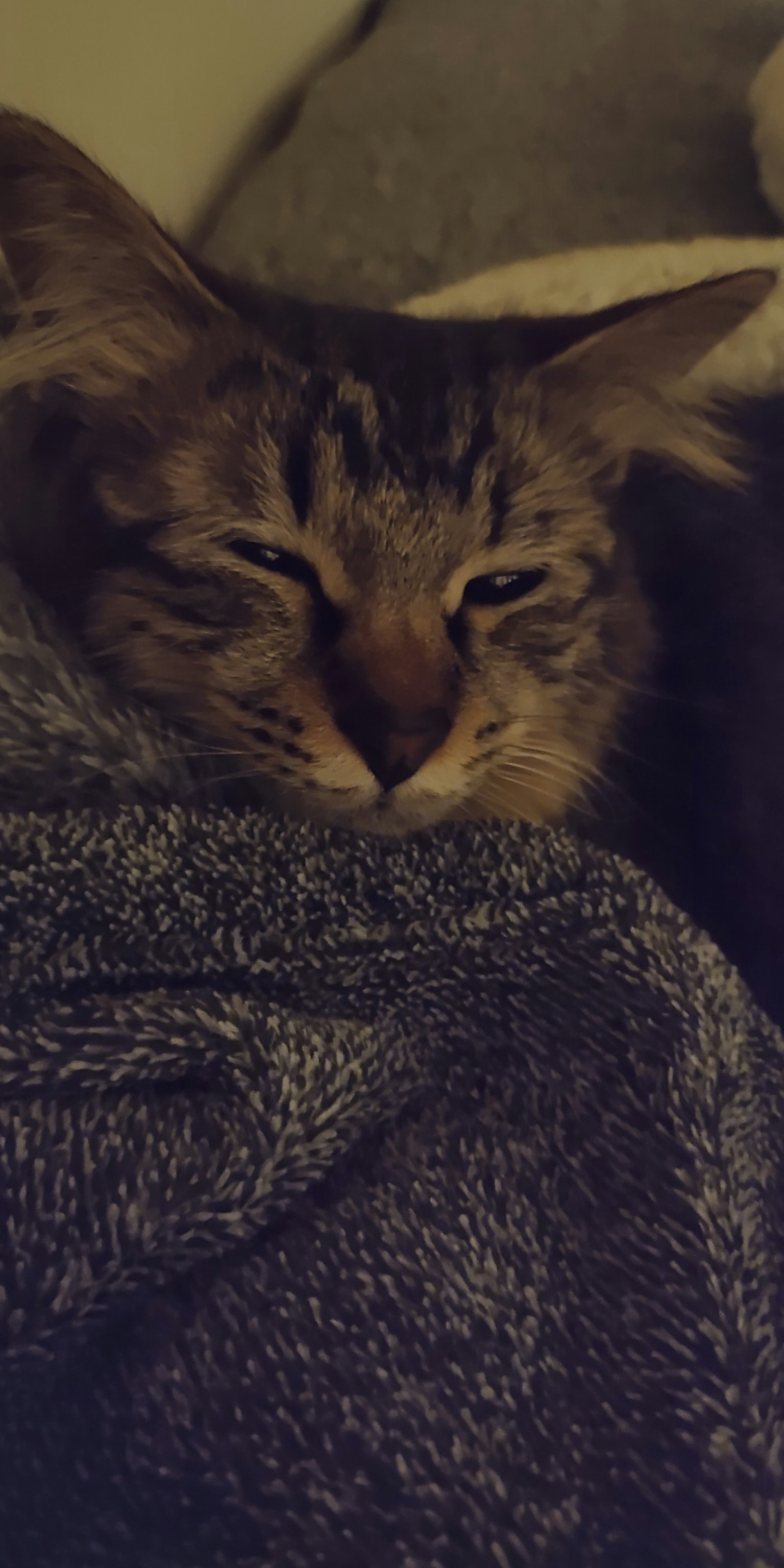 Un gatto addormentato avvolto in una coperta