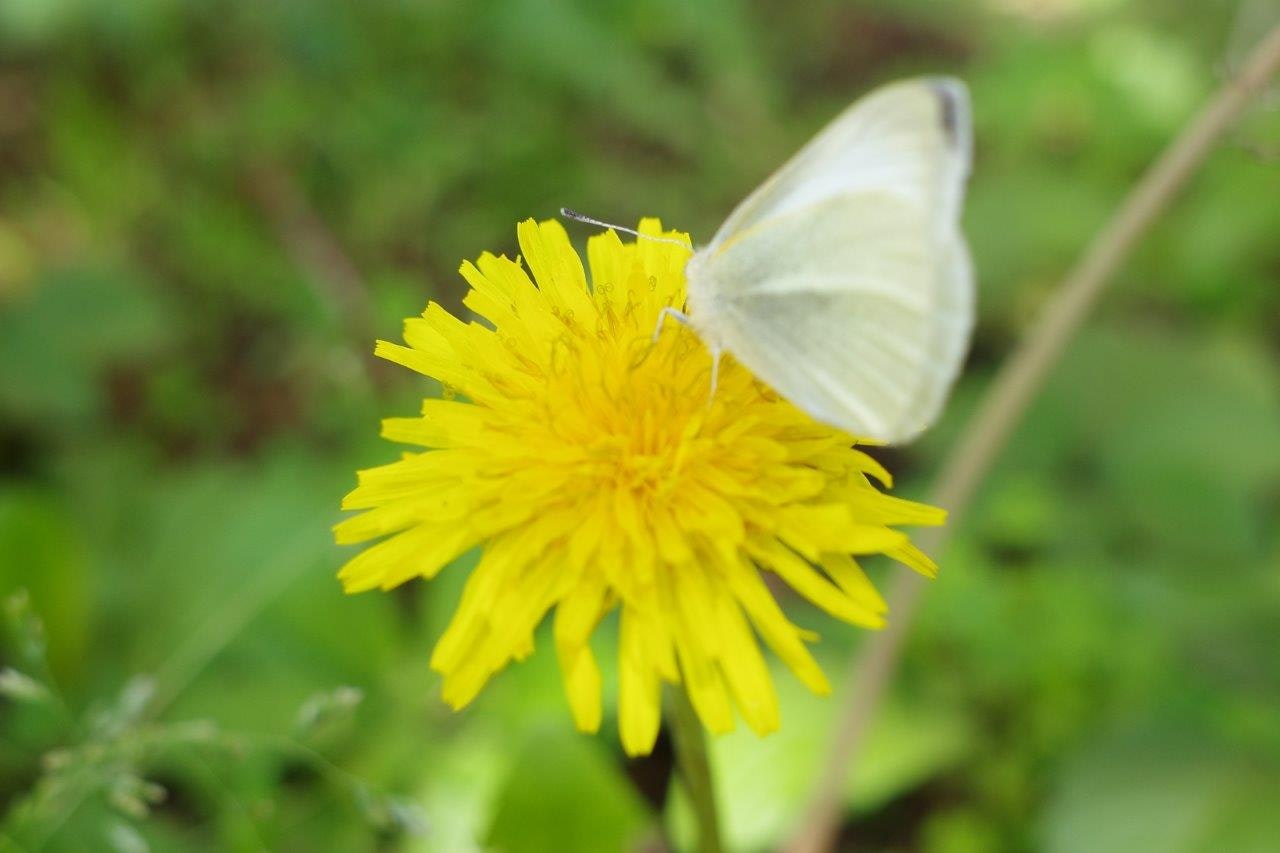 タンポポの花にとまる白い蝶