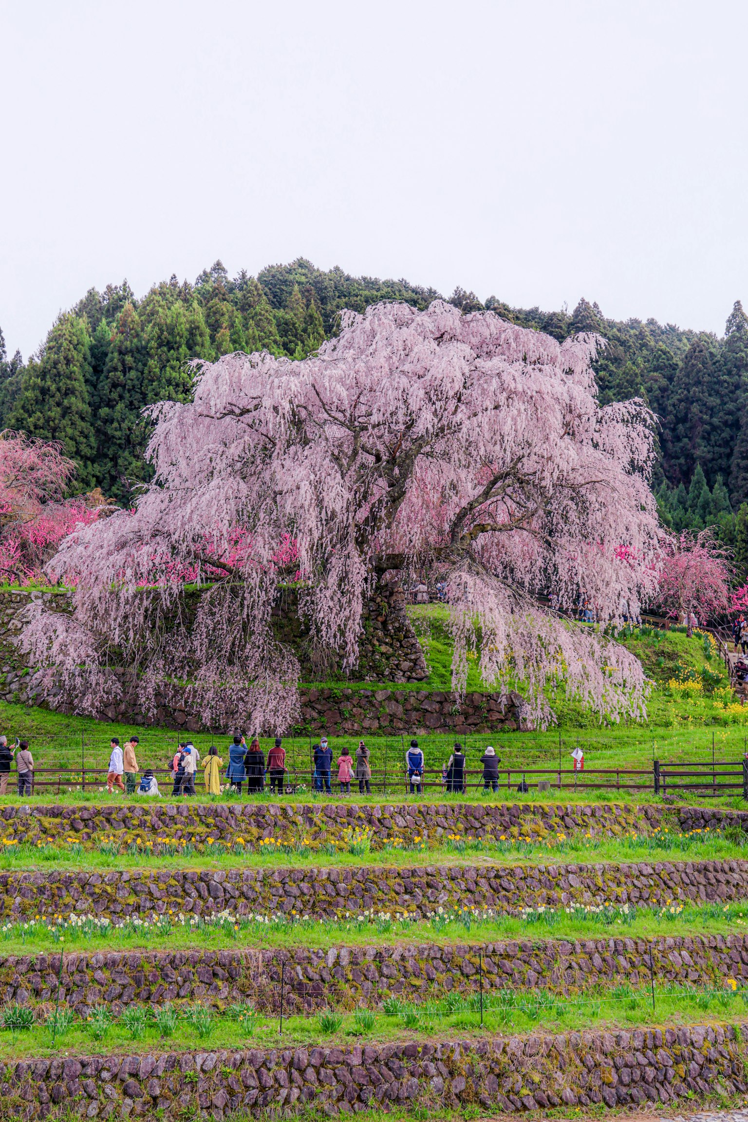 Scenic view of a blooming cherry blossom tree with terraced fields