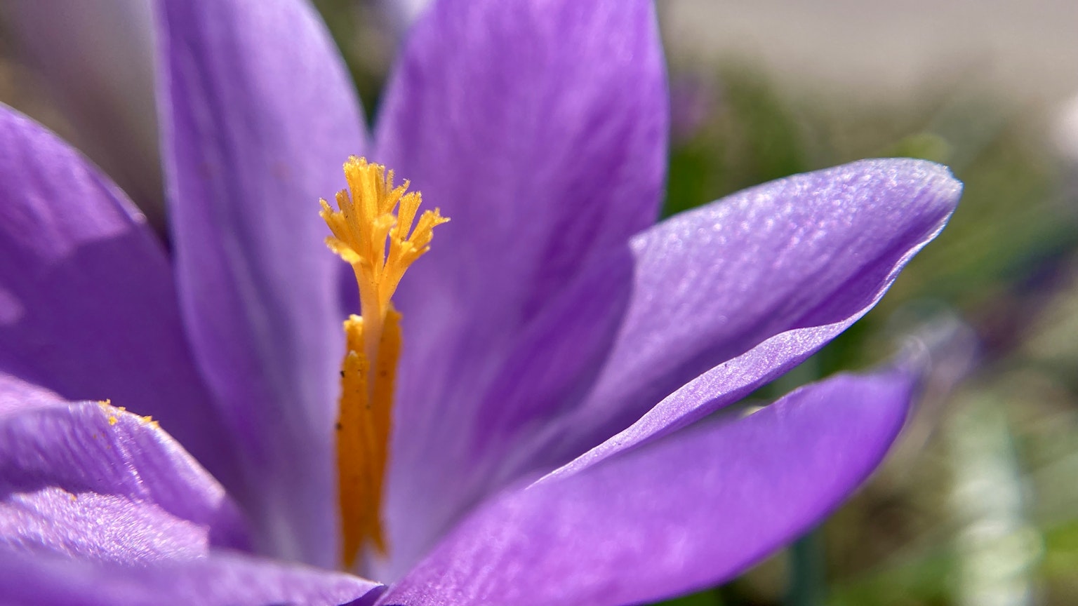 Nahaufnahme einer Krokusblume mit lila Blütenblättern und einem orangefarbenen Stempel