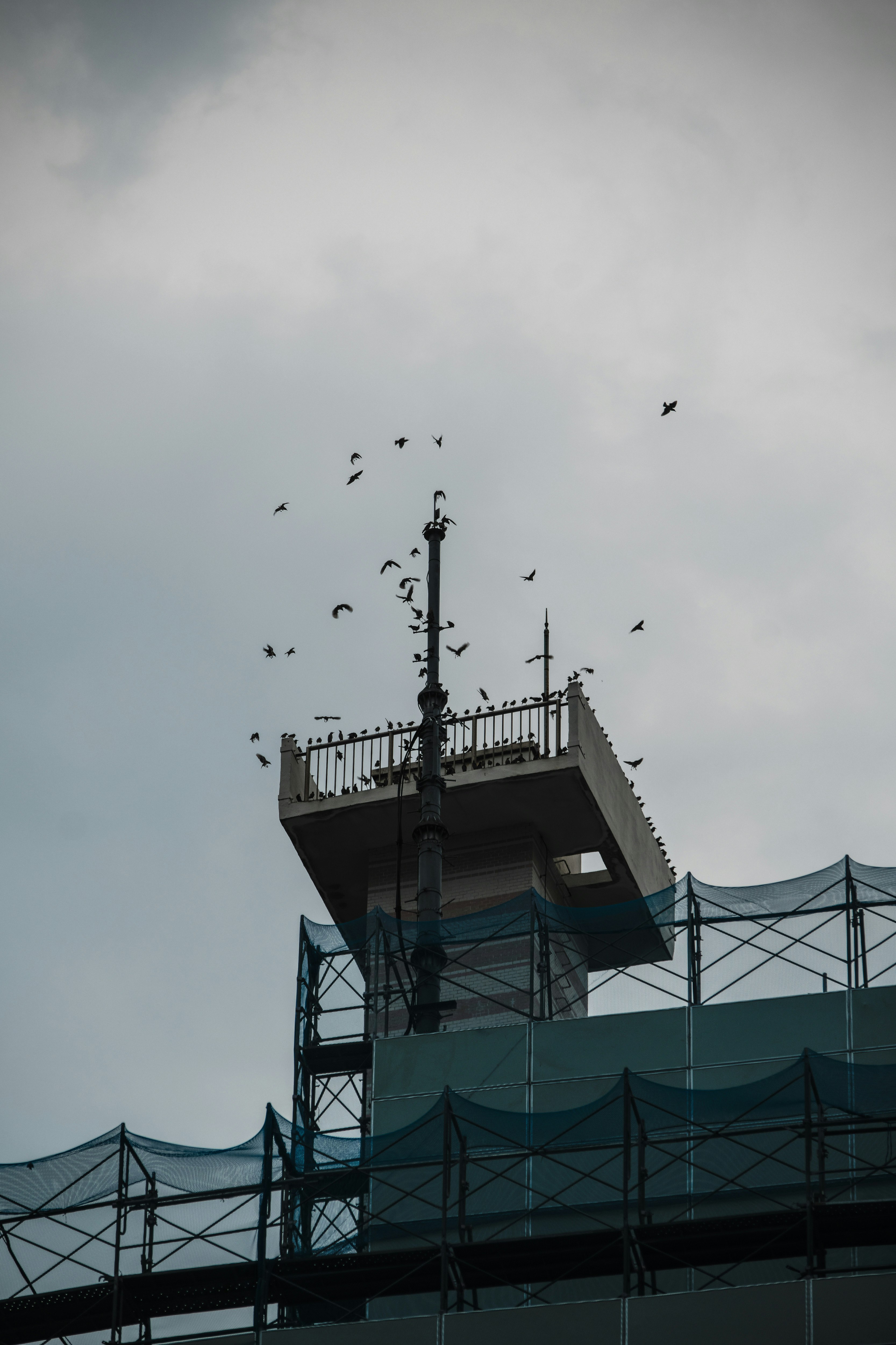 ムクドリが群がる空の下の街灯と建物の屋上