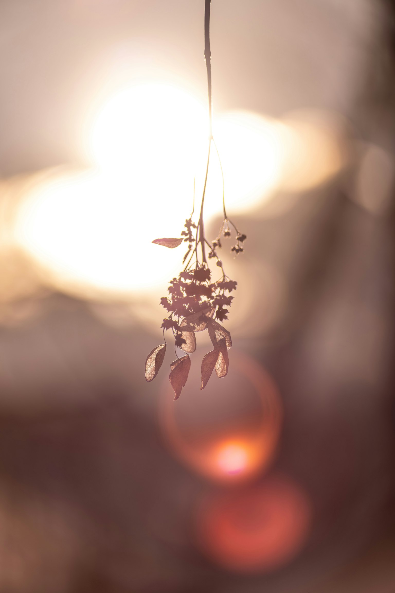 Bunga dan daun halus yang tergantung dalam cahaya lembut