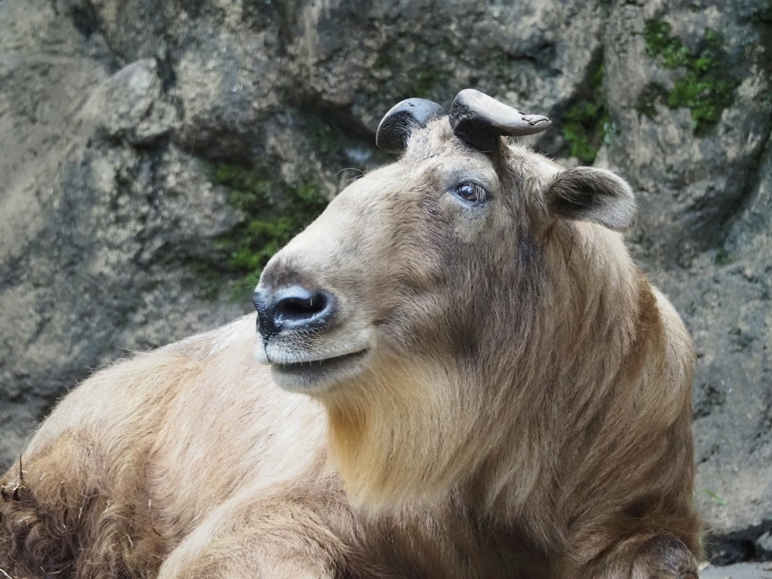Profilo di un animale simile a una capra che si rilassa davanti a una superficie rocciosa
