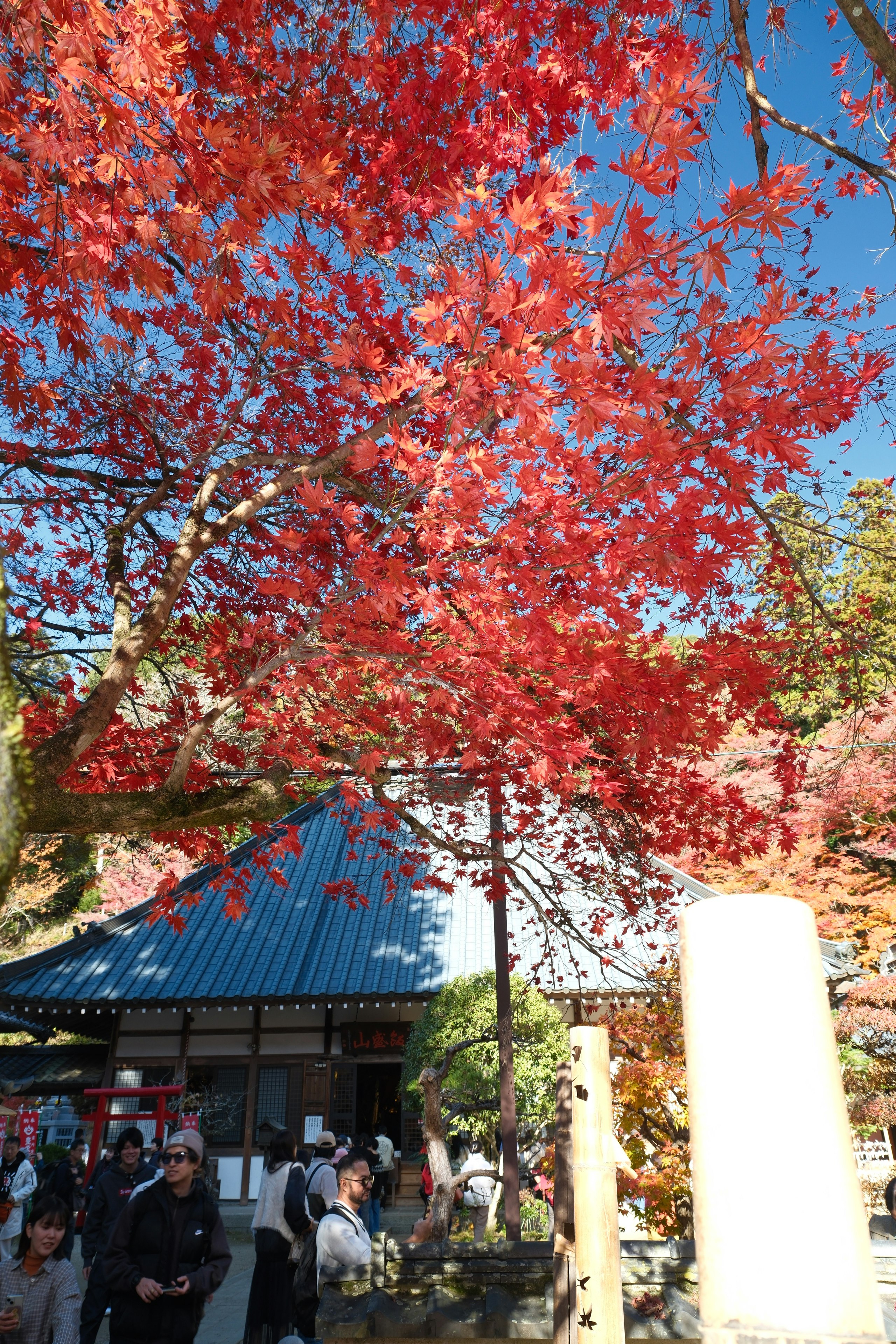 香嵐渓の紅葉と青空の下、屋根のある休憩所前の人々