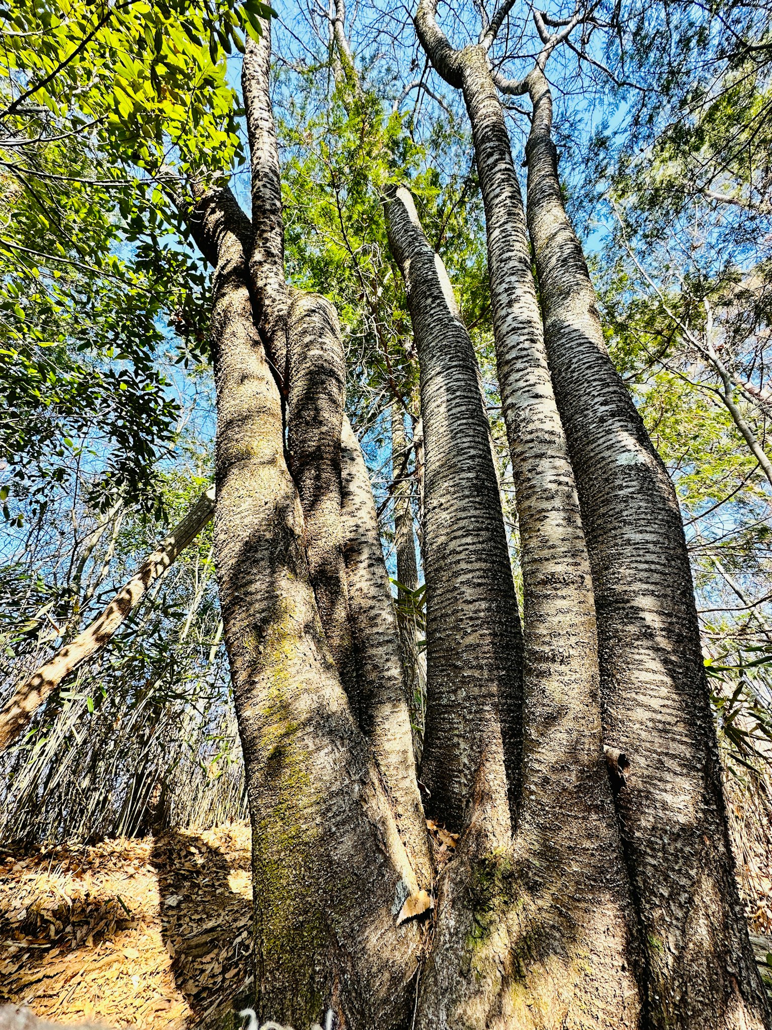 Alberi spessi che si ergono sotto un cielo blu
