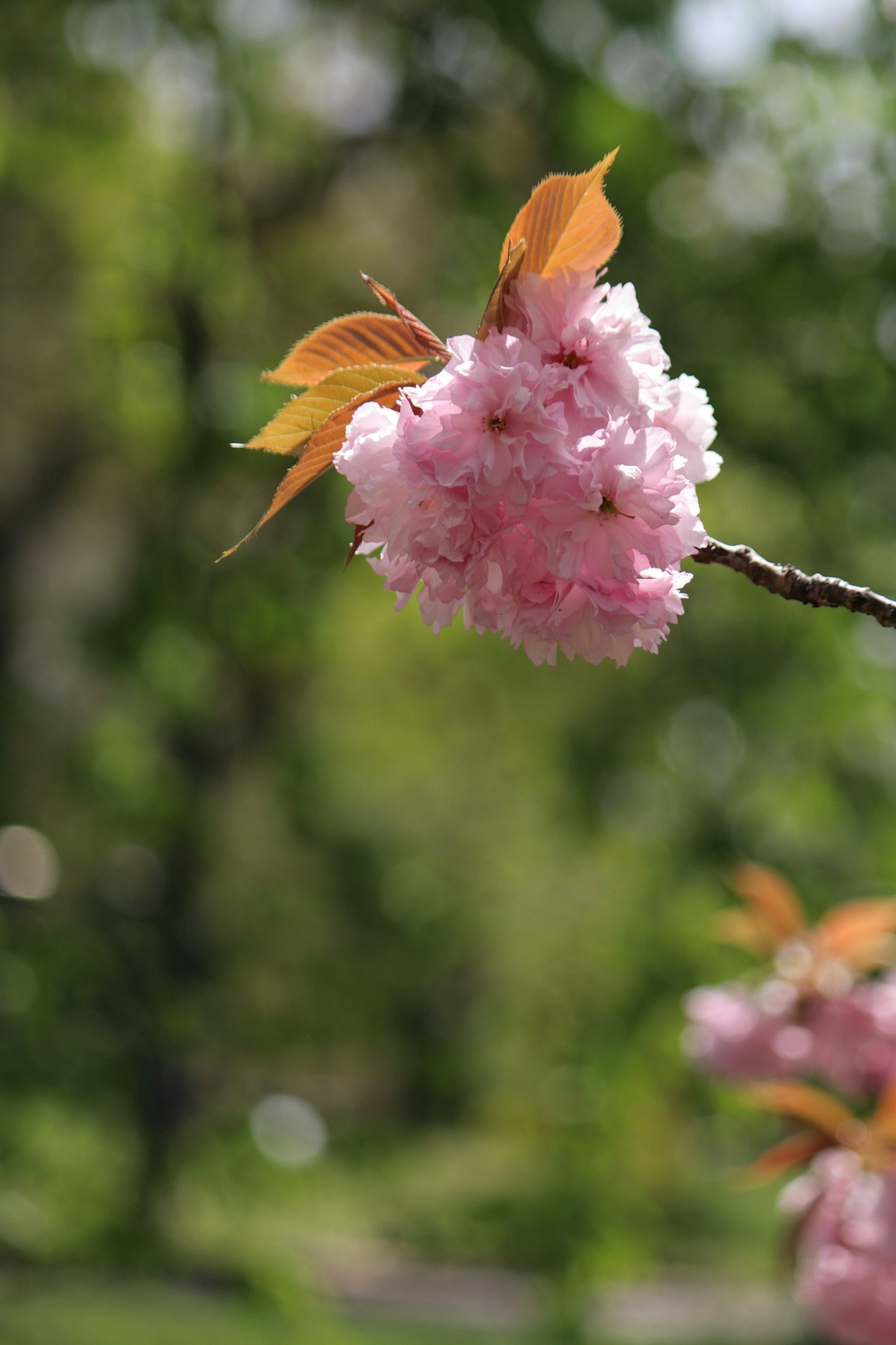 Close-up of cherry blossom flowers on a branch with green background and vibrant pink petals